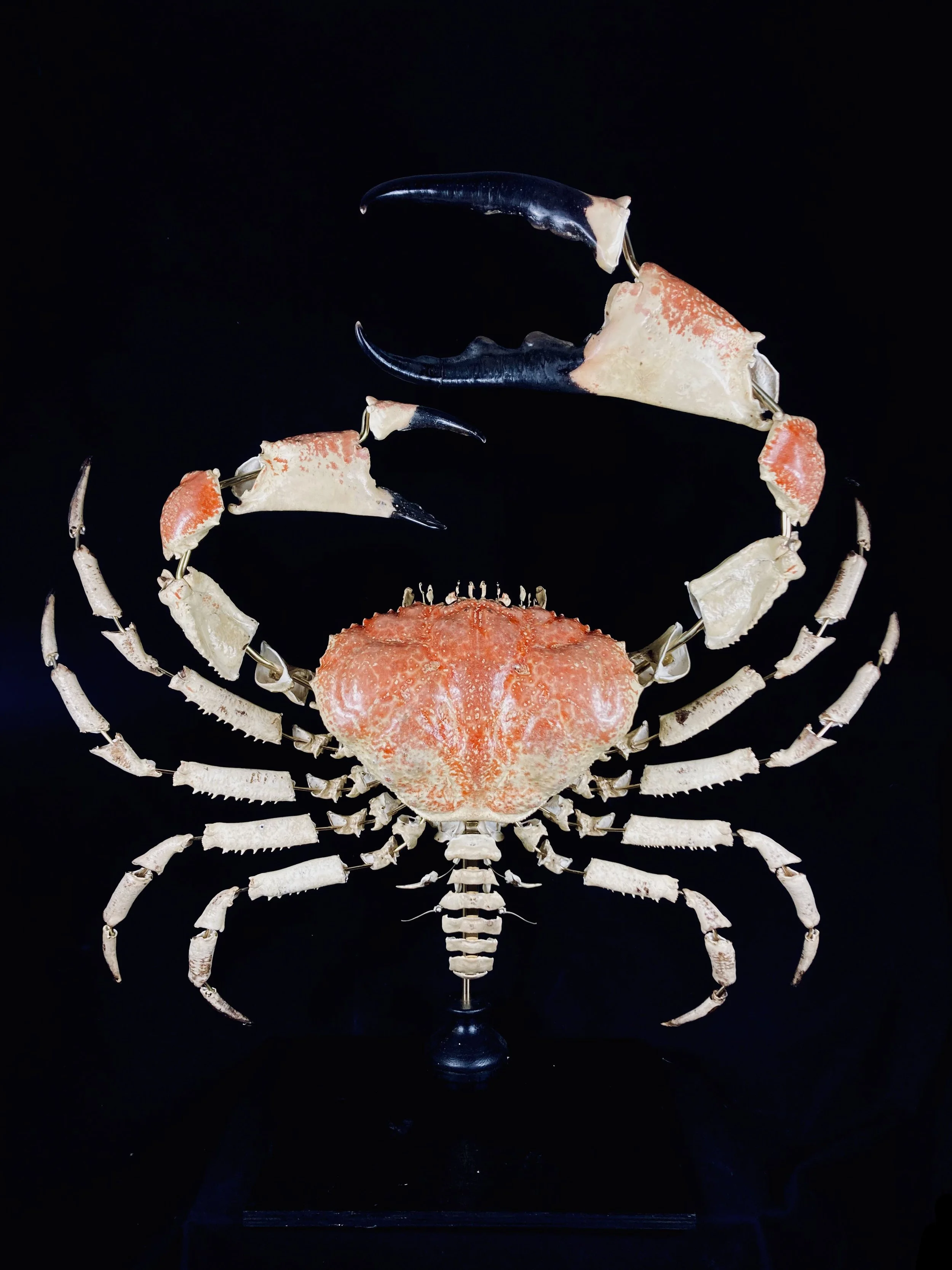 pseudocarcinus gigas à la beauchêne. king crabe tasmanie. tasmanian king Crab