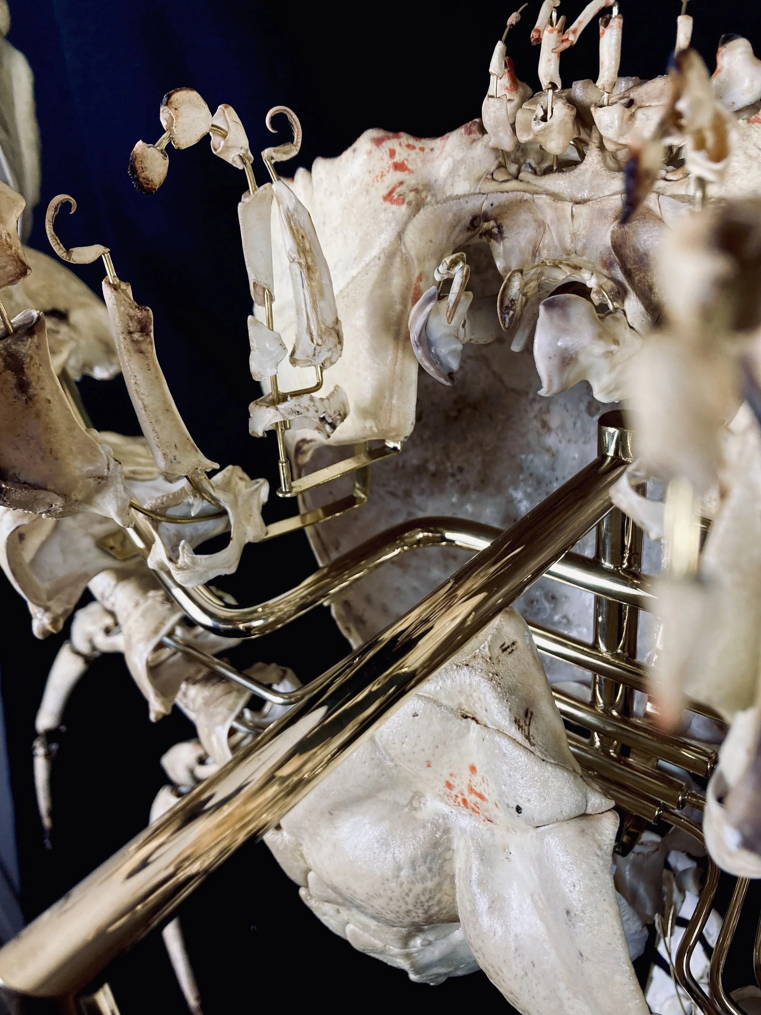 pseudocarcinus gigas à la beauchêne. king crabe tasmanie. tasmanian king Crab