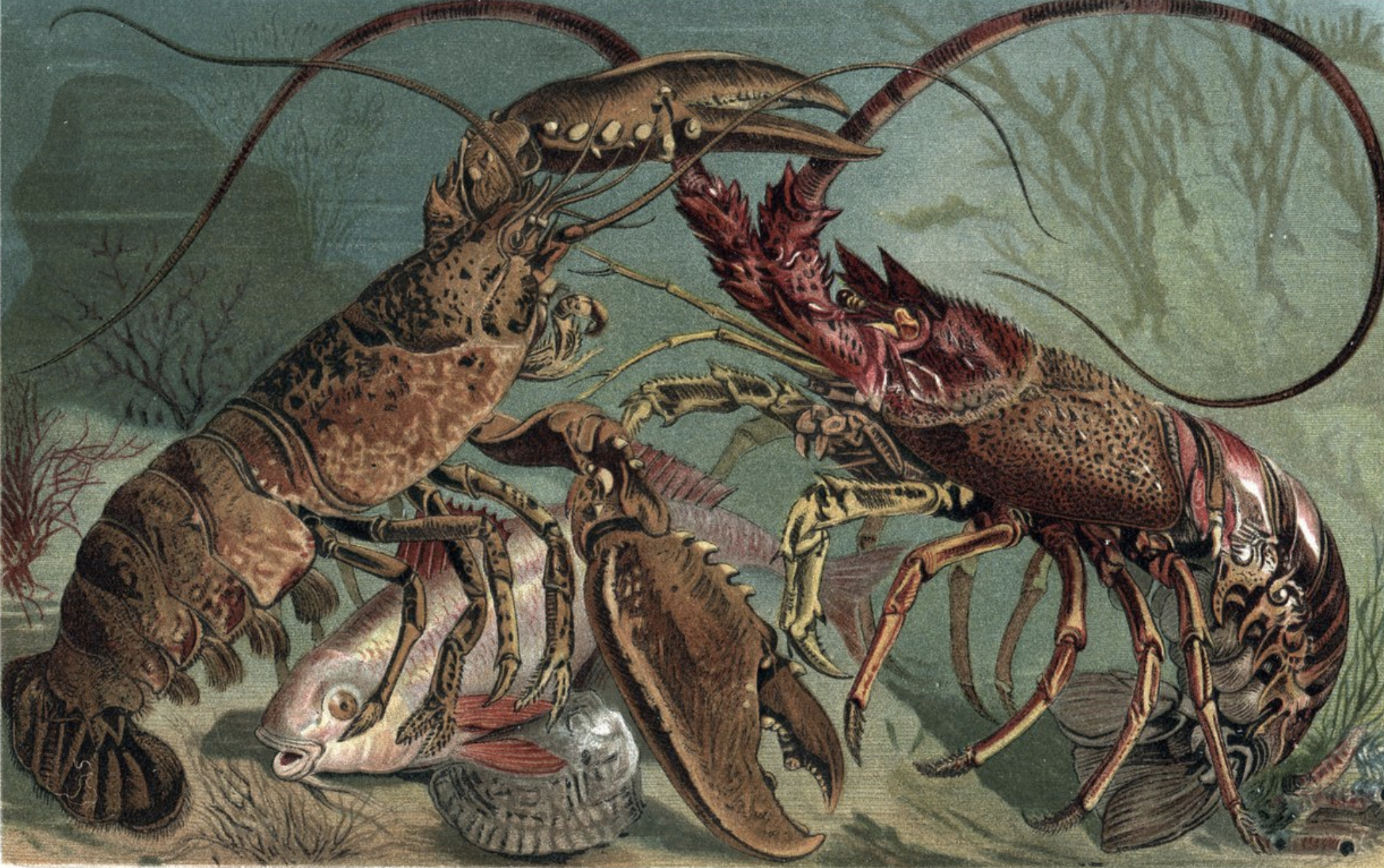 Homard ou langouste?- Lobster or spiny lobster ?