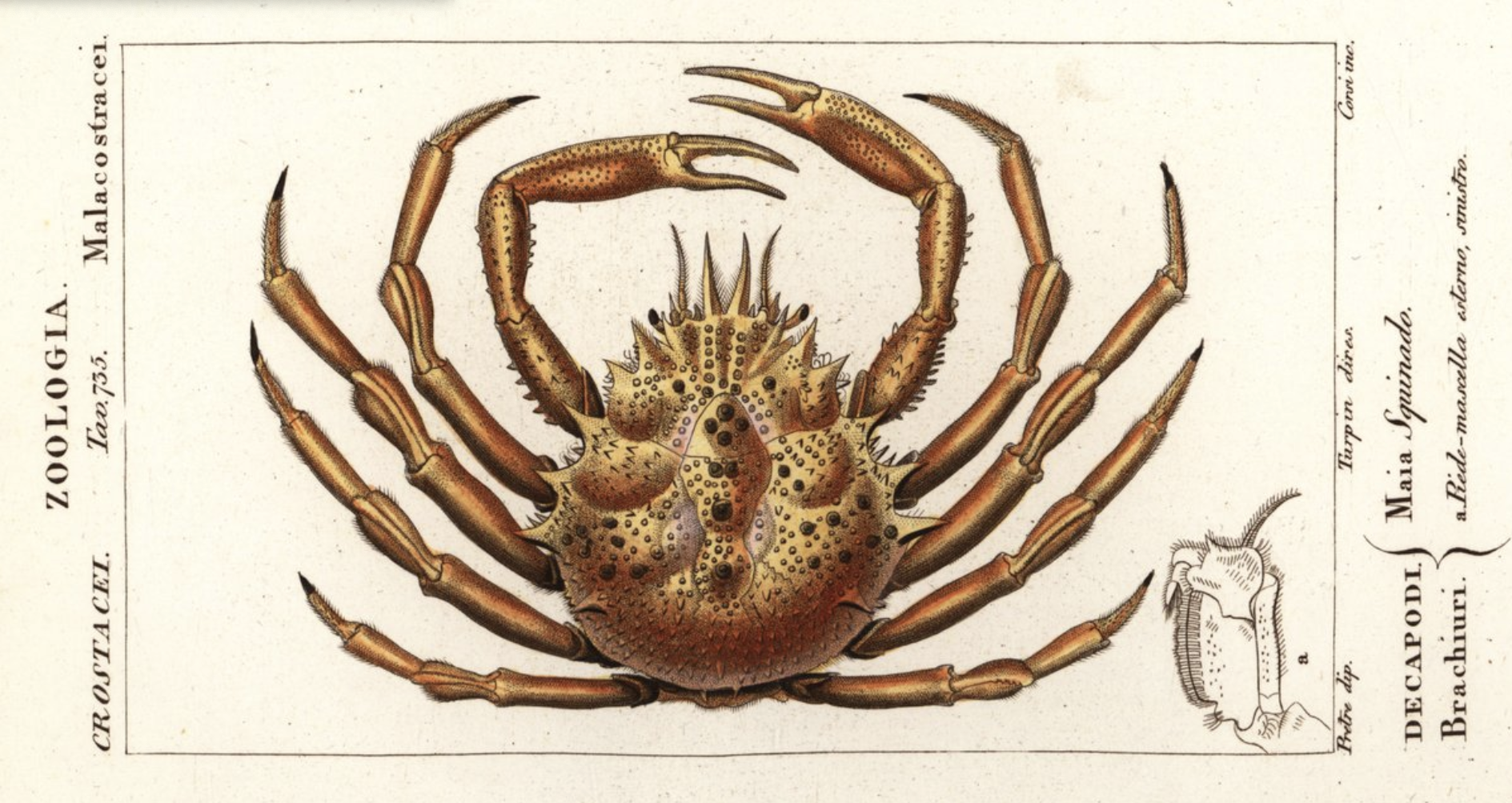 Les Crabes : mille formes, mille vies