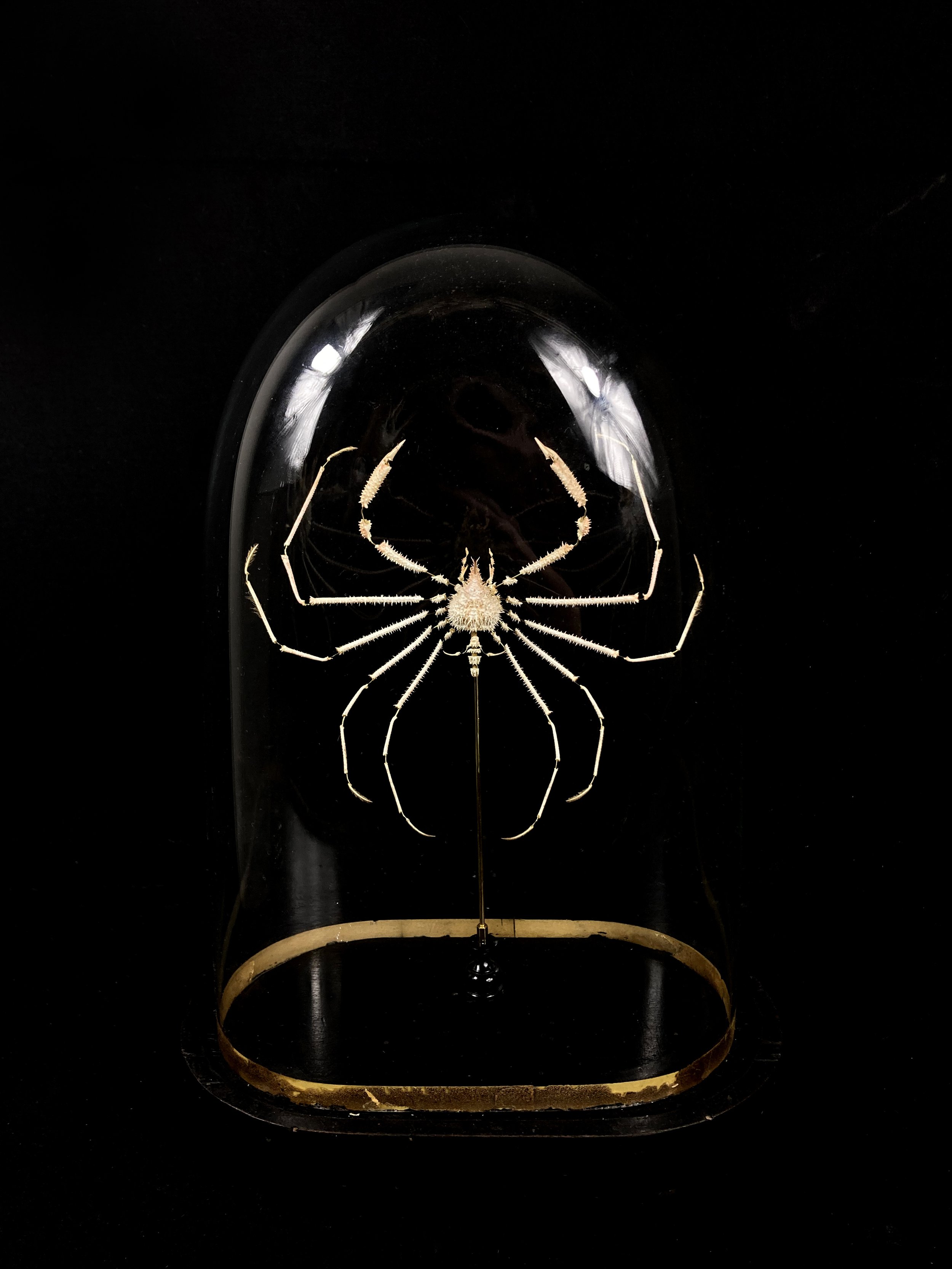 eclaté à la Beauchene.