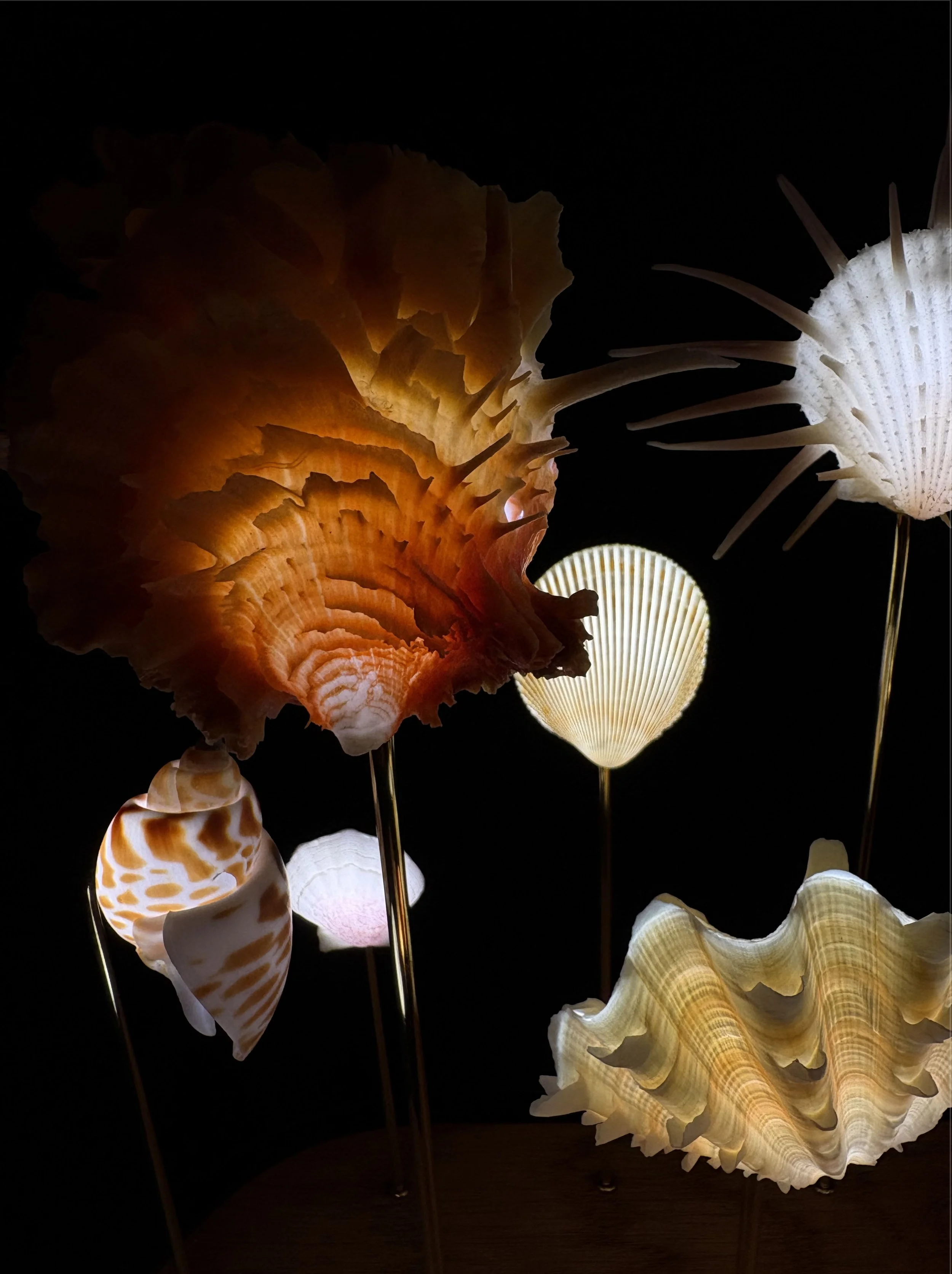 IMG_2262.jpg