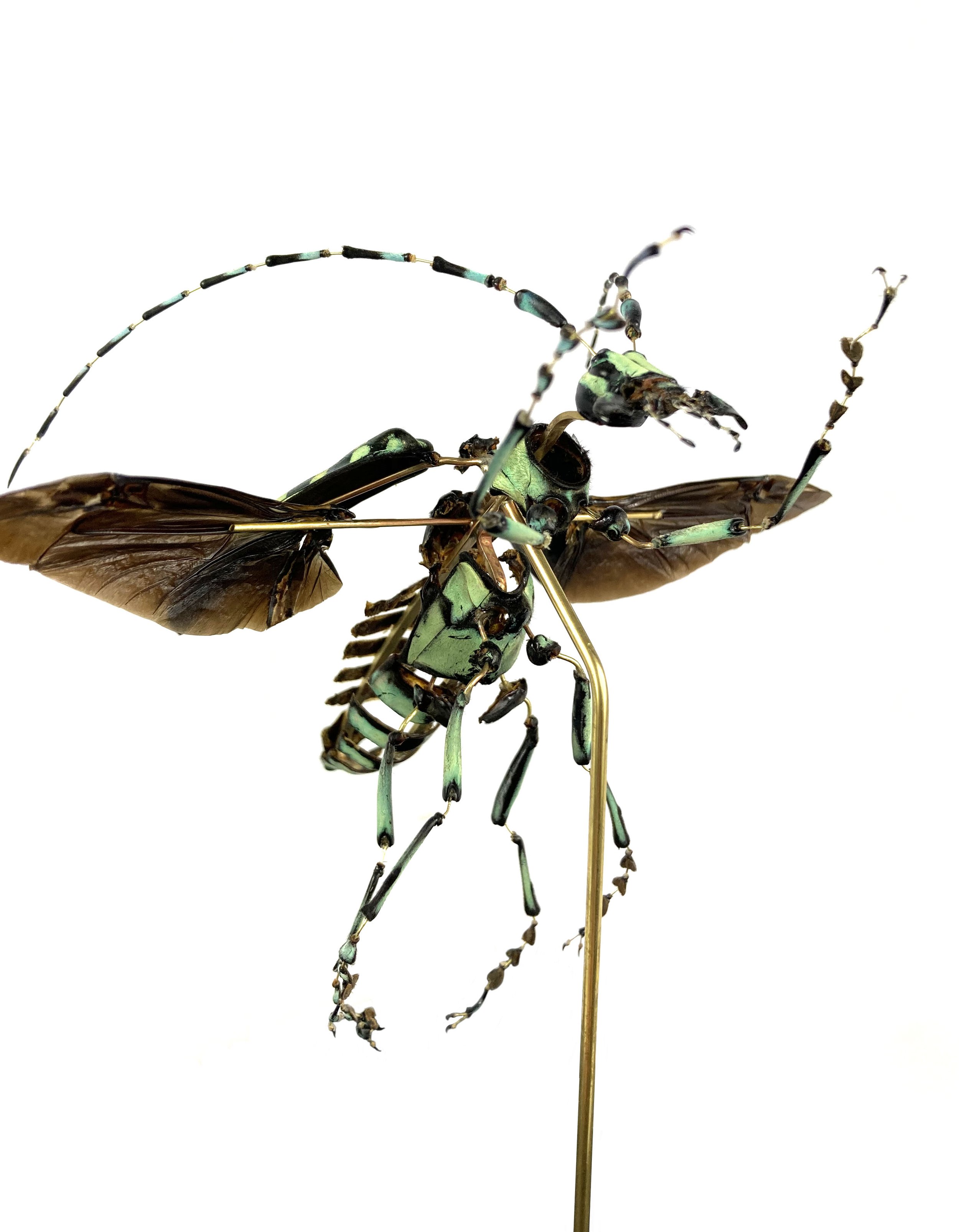 Calloplophora sollii. Eclaté à la Beauchene. scarabée. coleoptere. Beetle.