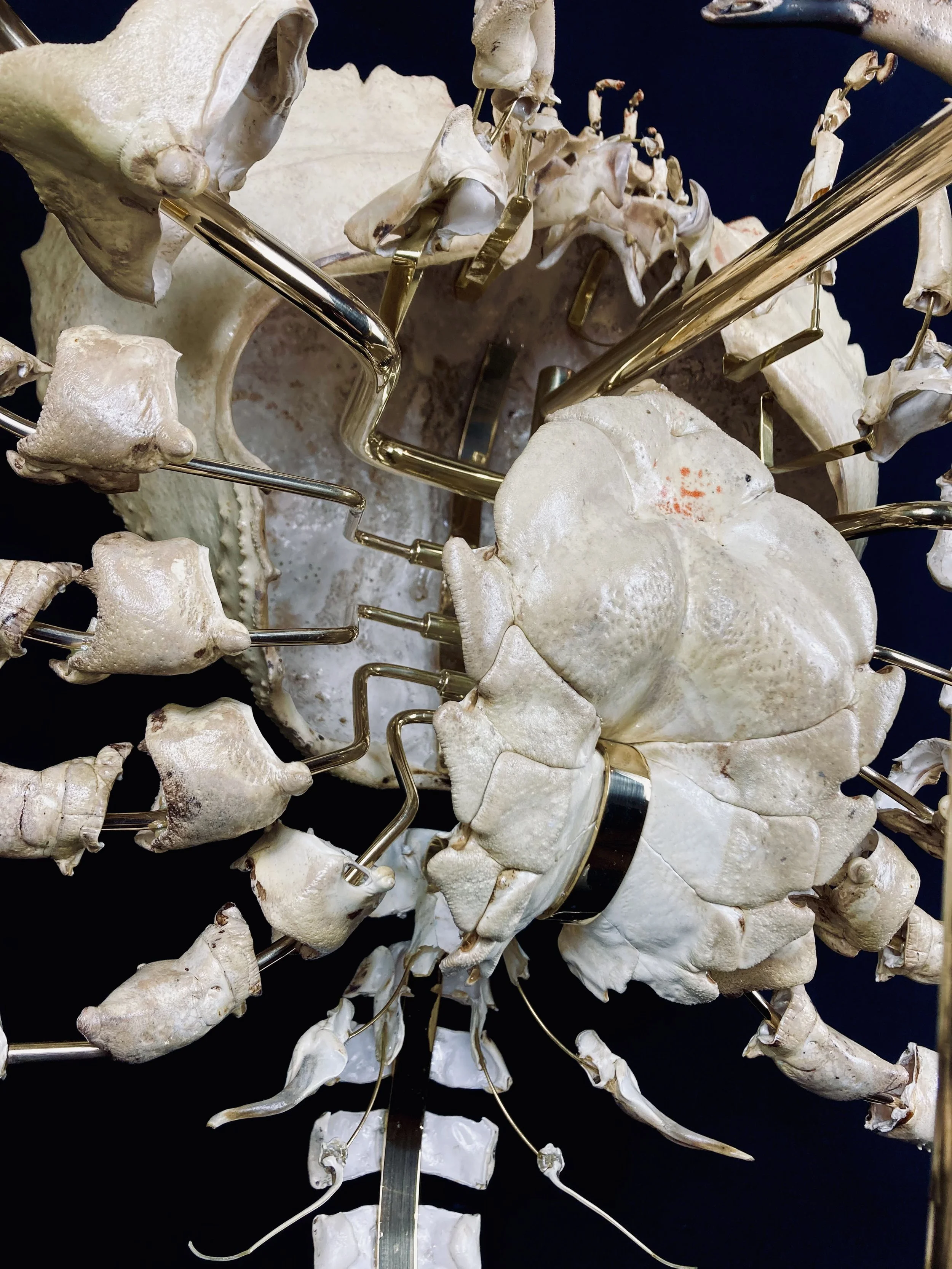 pseudocarcinus gigas à la beauchêne. king crabe tasmanie. tasmanian king Crab