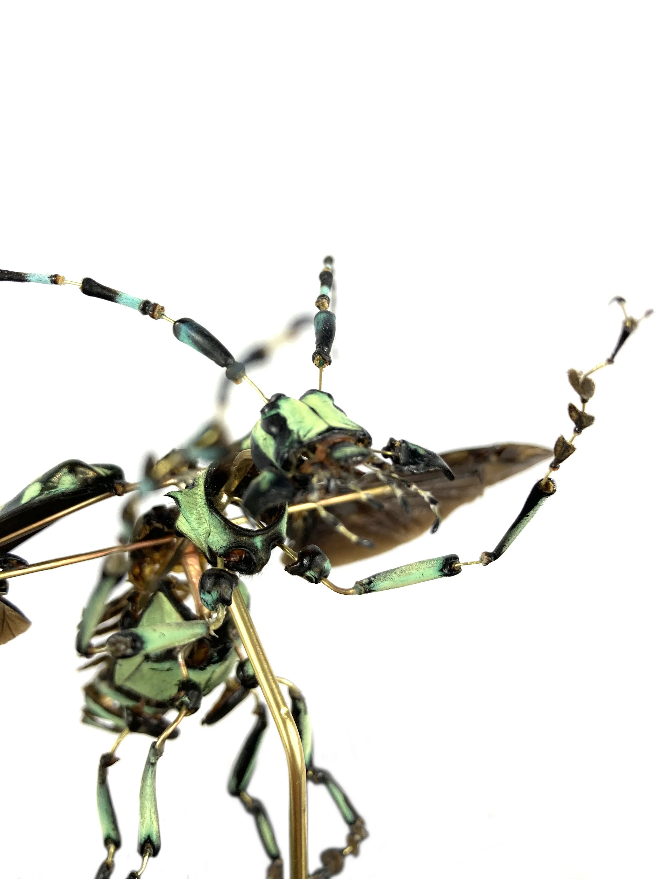 Calloplophora sollii. Eclaté à la Beauchene. scarabée. coleoptere. Beetle.