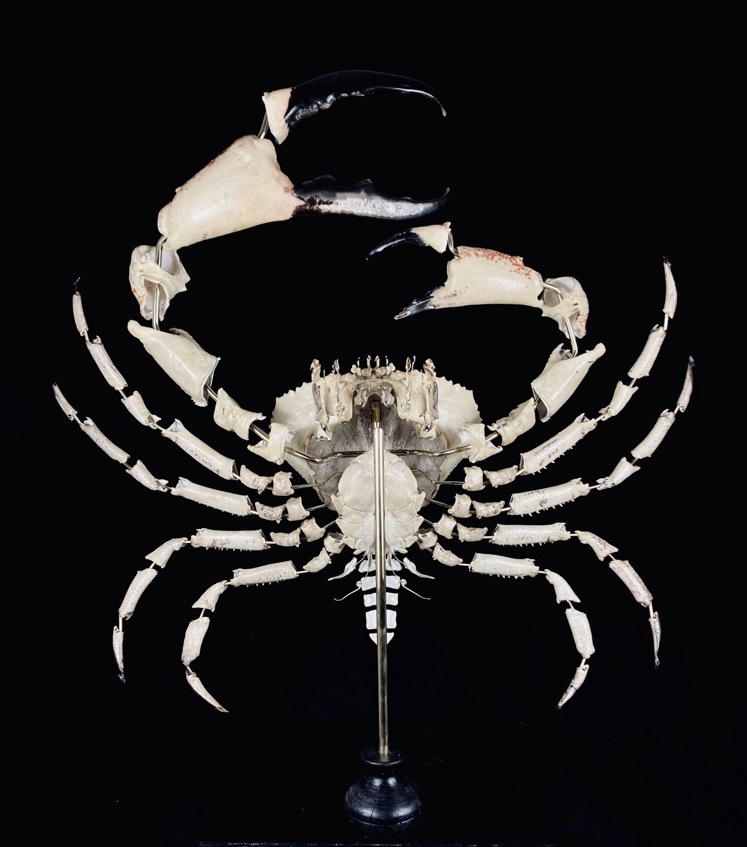 pseudocarcinus gigas à la beauchêne. king crabe tasmanie. tasmanian king Crab