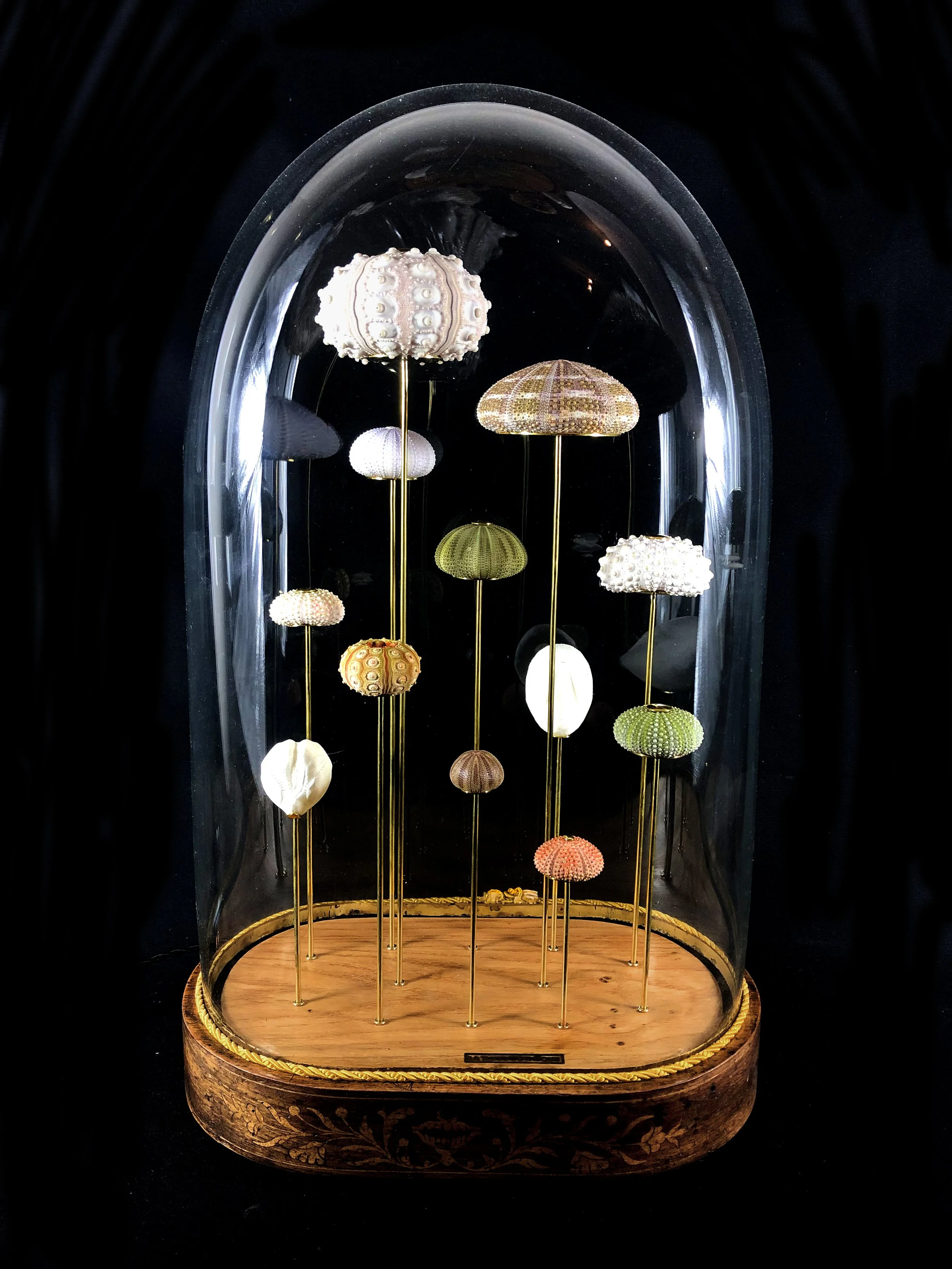 Oursins lunineux, luminous urchins