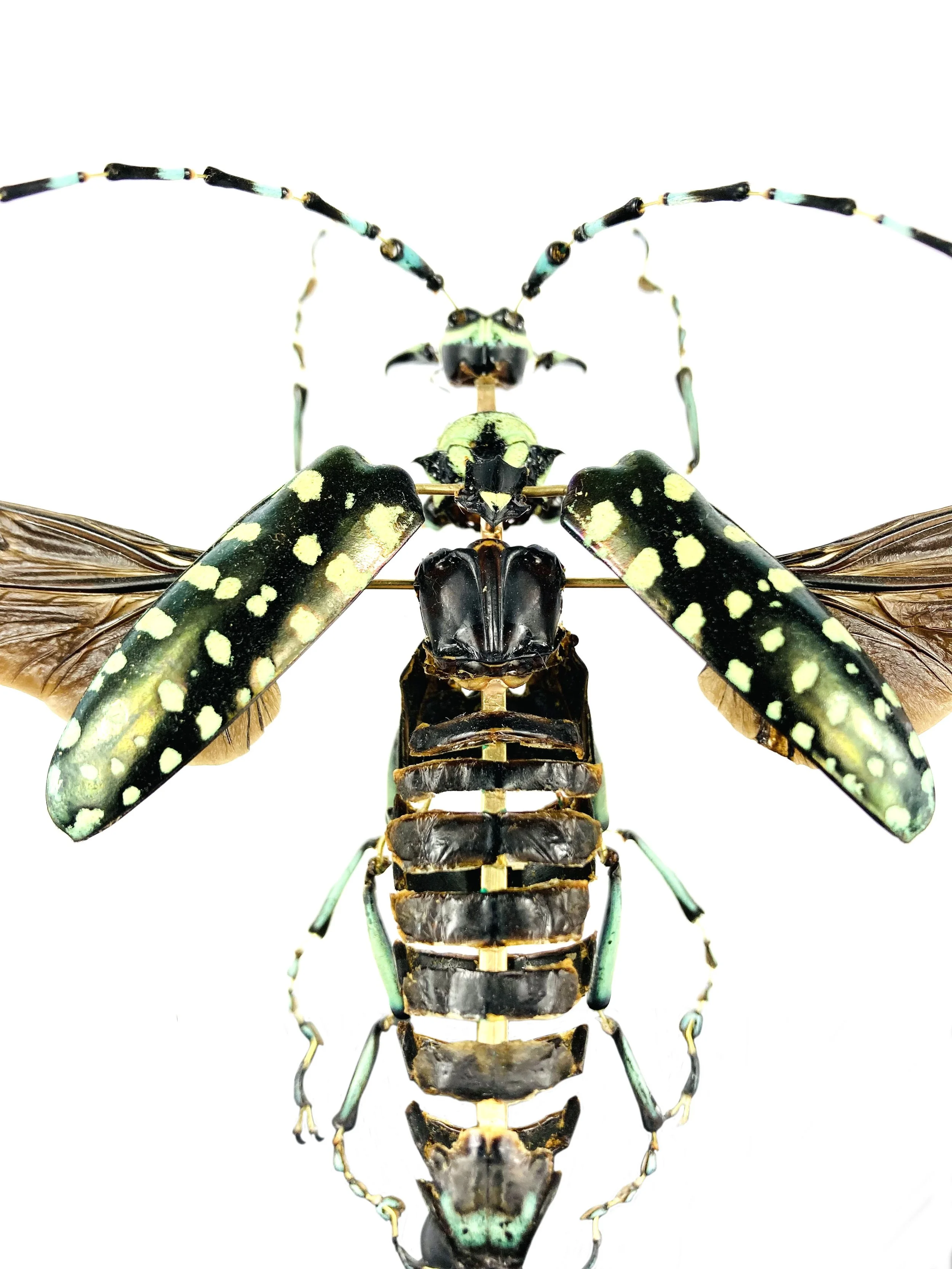 Calloplophora sollii. Eclaté à la Beauchene. scarabée. coleoptere. Beetle.