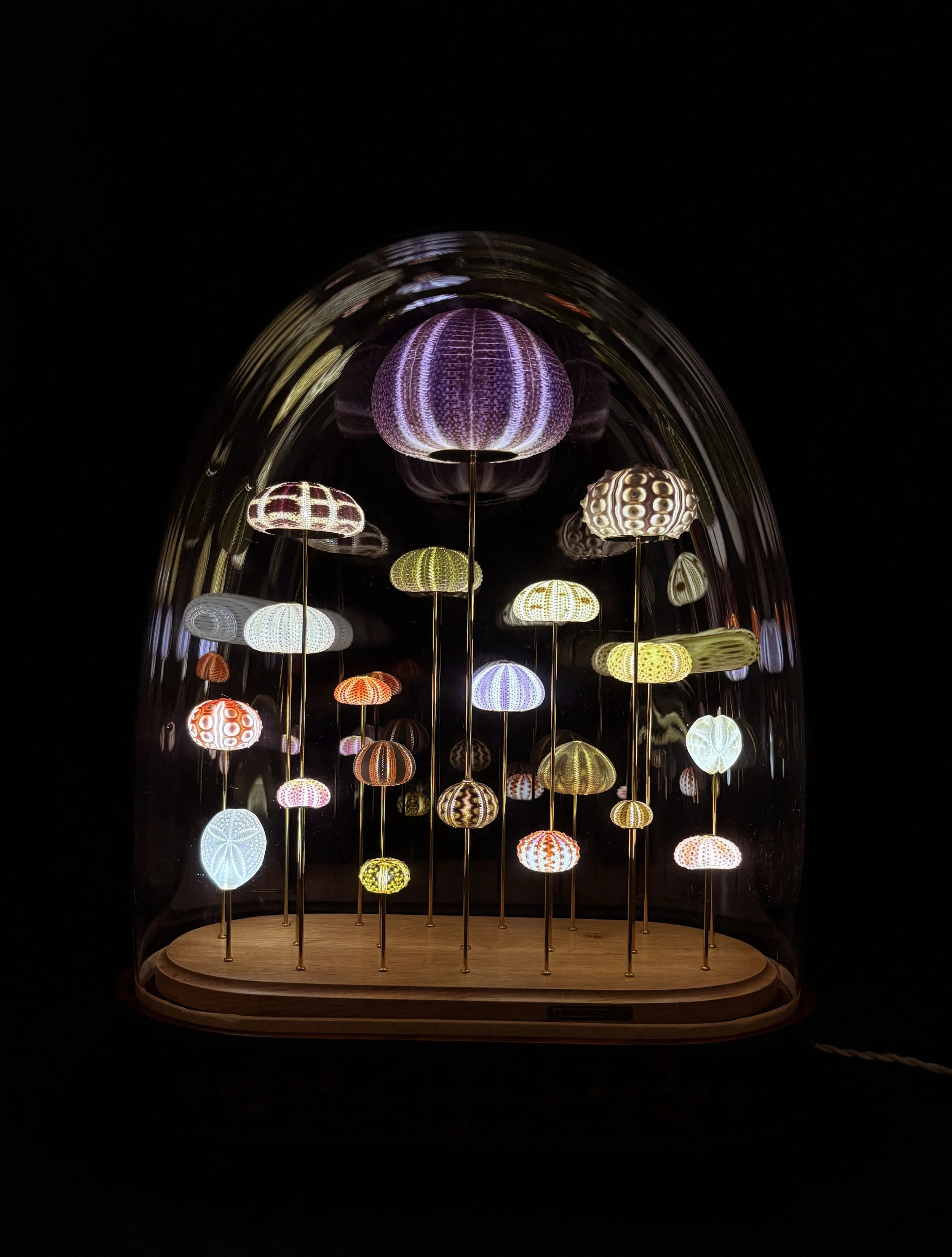 Oursins lumineux #5