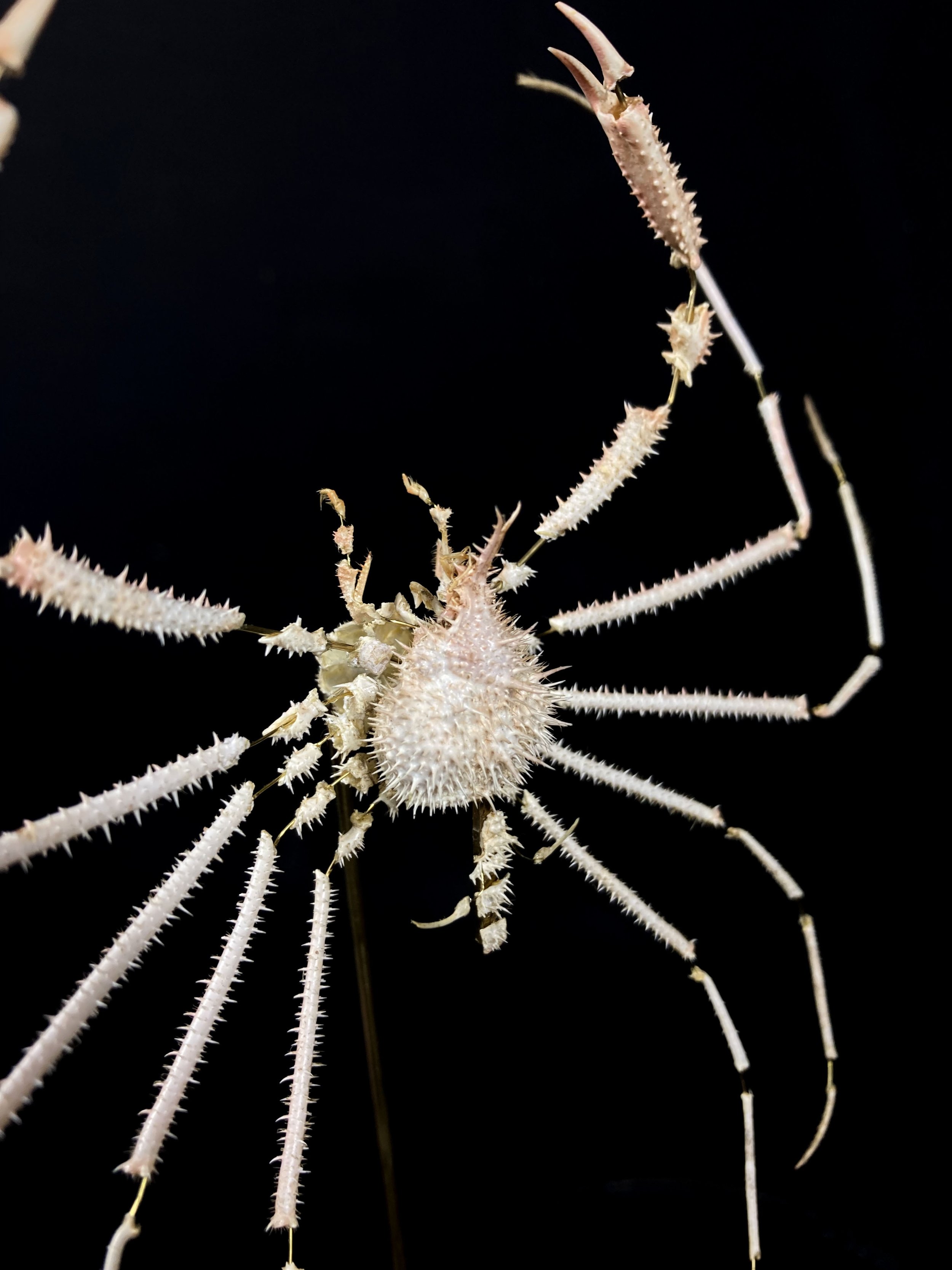 eclaté à la Beauchene.