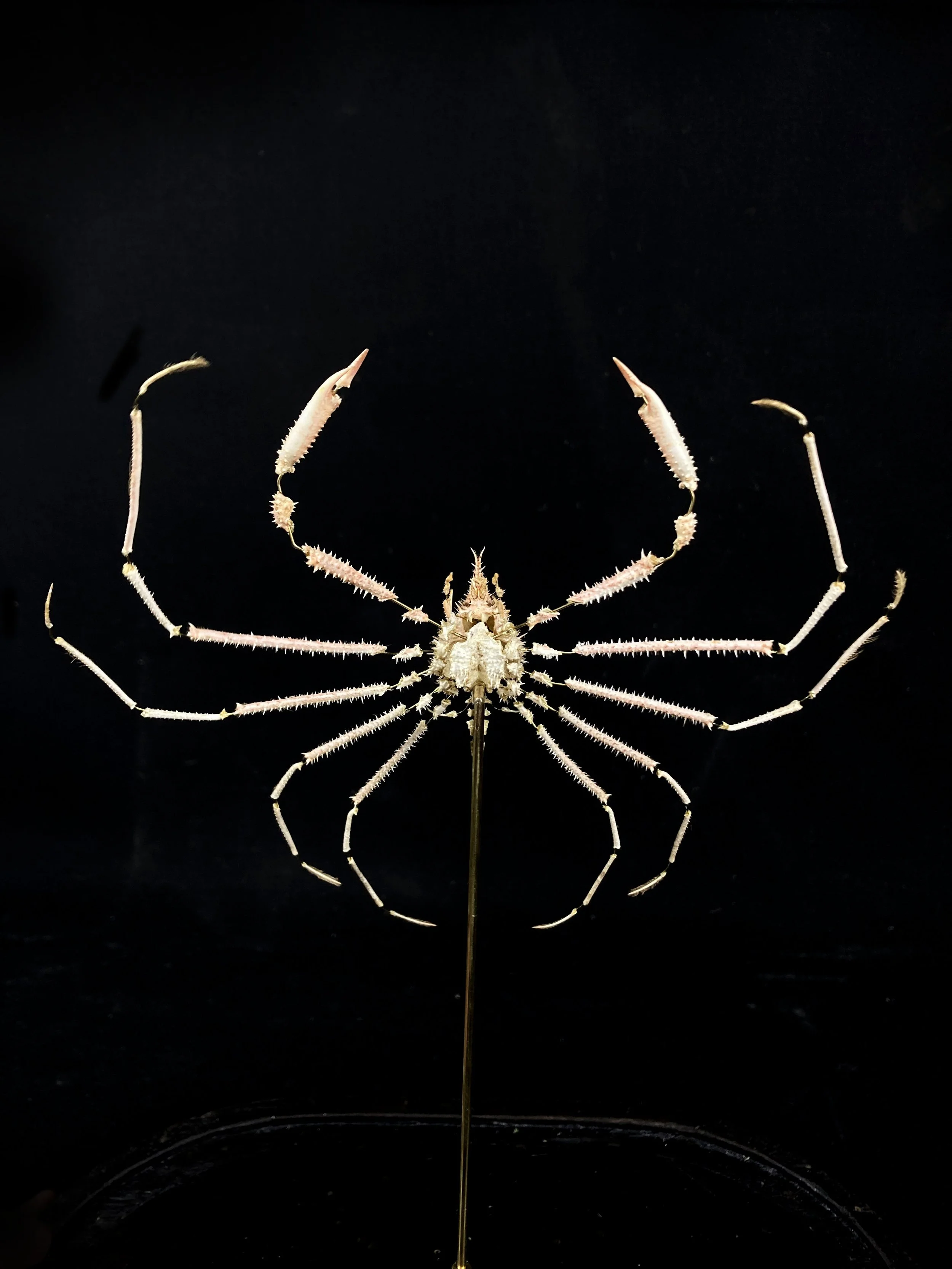 eclaté à la Beauchene.