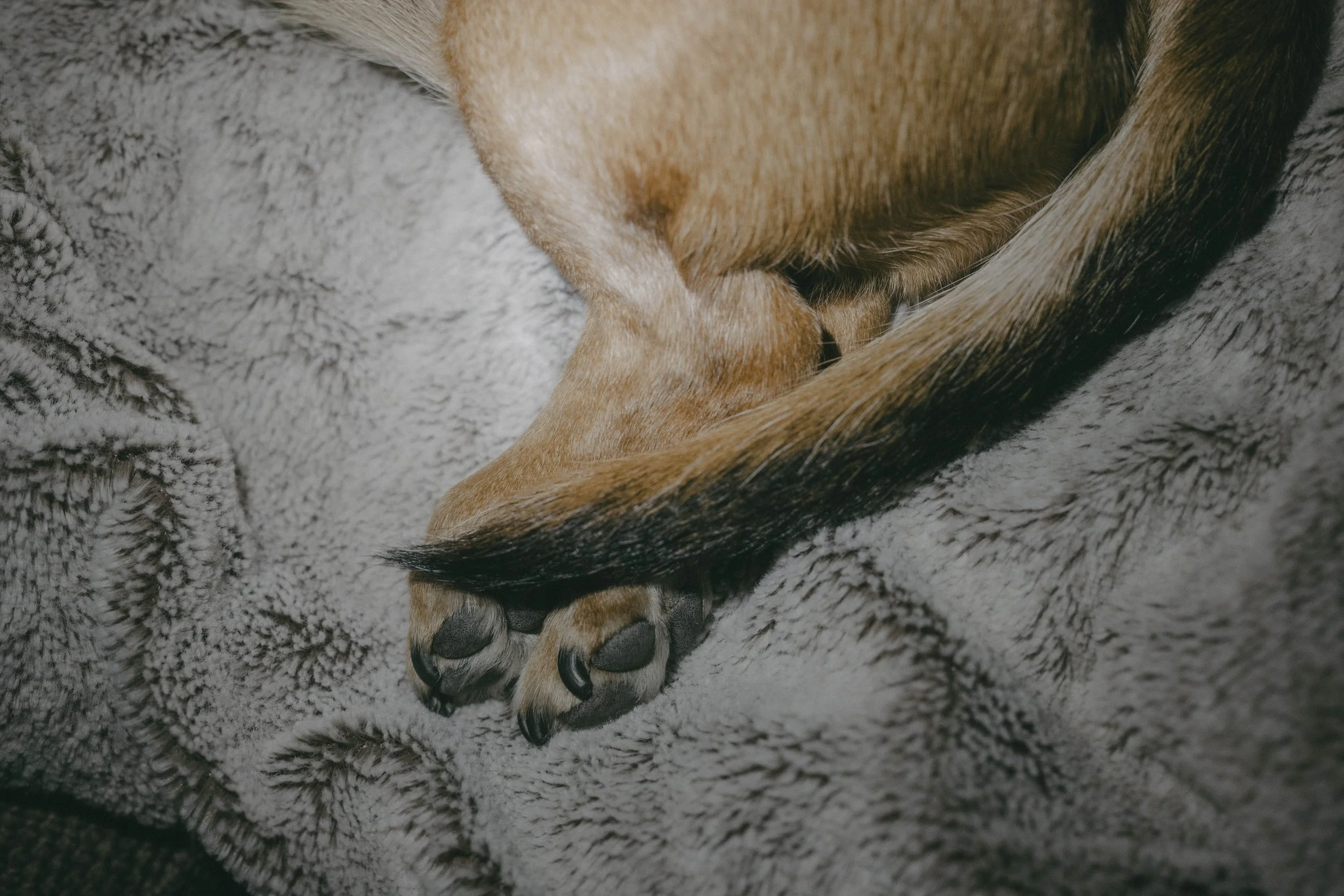 veterinar hemsidan-7.jpg