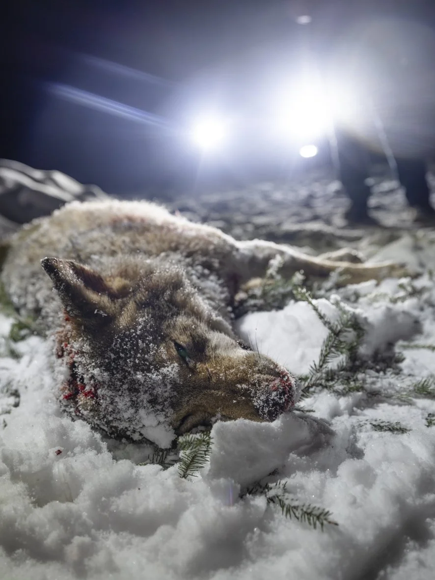 wolf hunt-12.jpg