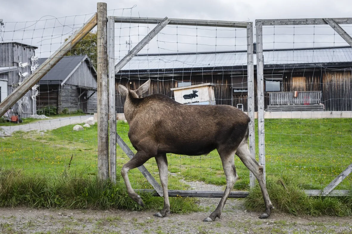 elk-5.jpg