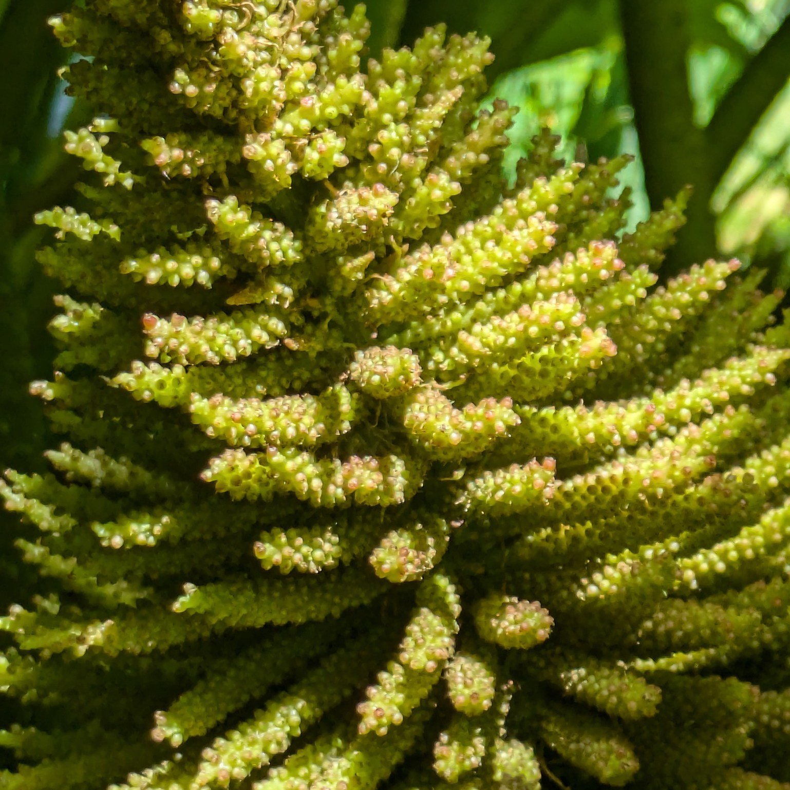 We had a wonderful trip to the Cambridge Botanic Gardens to take part in their Curious Adventures in Nature smartphone photography workshop. 

The students and staff had a lovely time learning how sensory stimulus of sight, scent and sound provides a