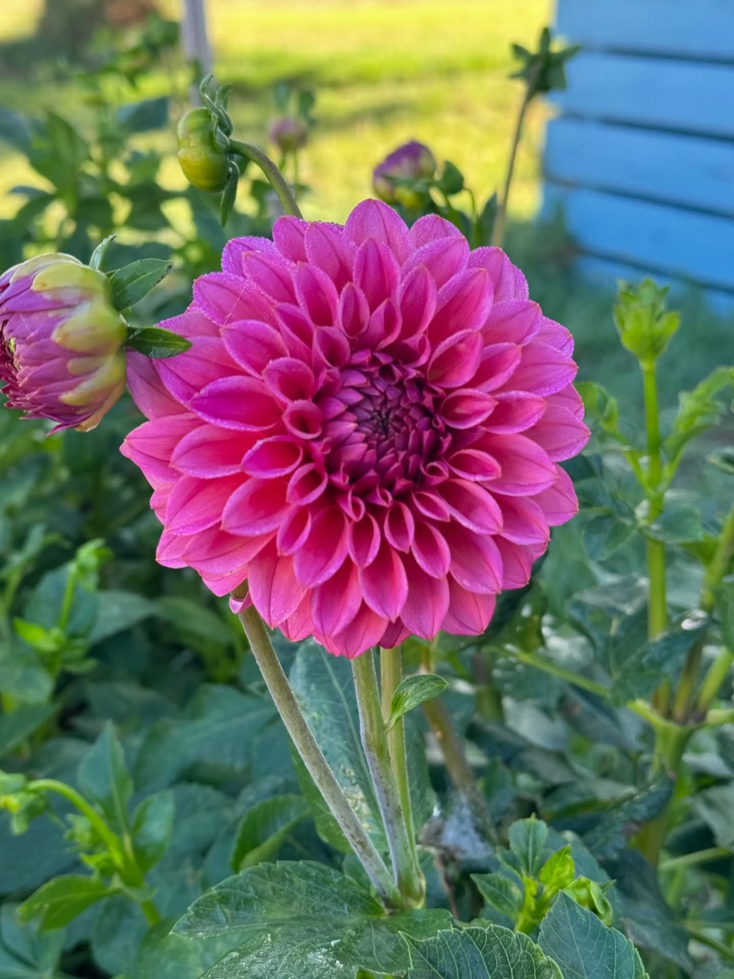 Absolutely loving the pinks coming out of the garden at the moment 💕

Pics are a mix of:
Formby Quest (1, 2, 4, 5, 7-10)
Pink Show (3, 5)
Florelie Guava (6-10)
Hillier Tanunda (7-10)