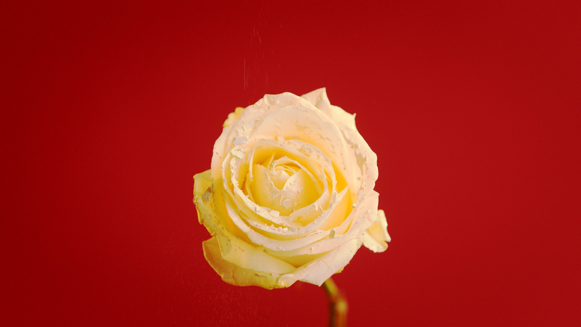 Close-up of a white rose with water droplets against a red background.