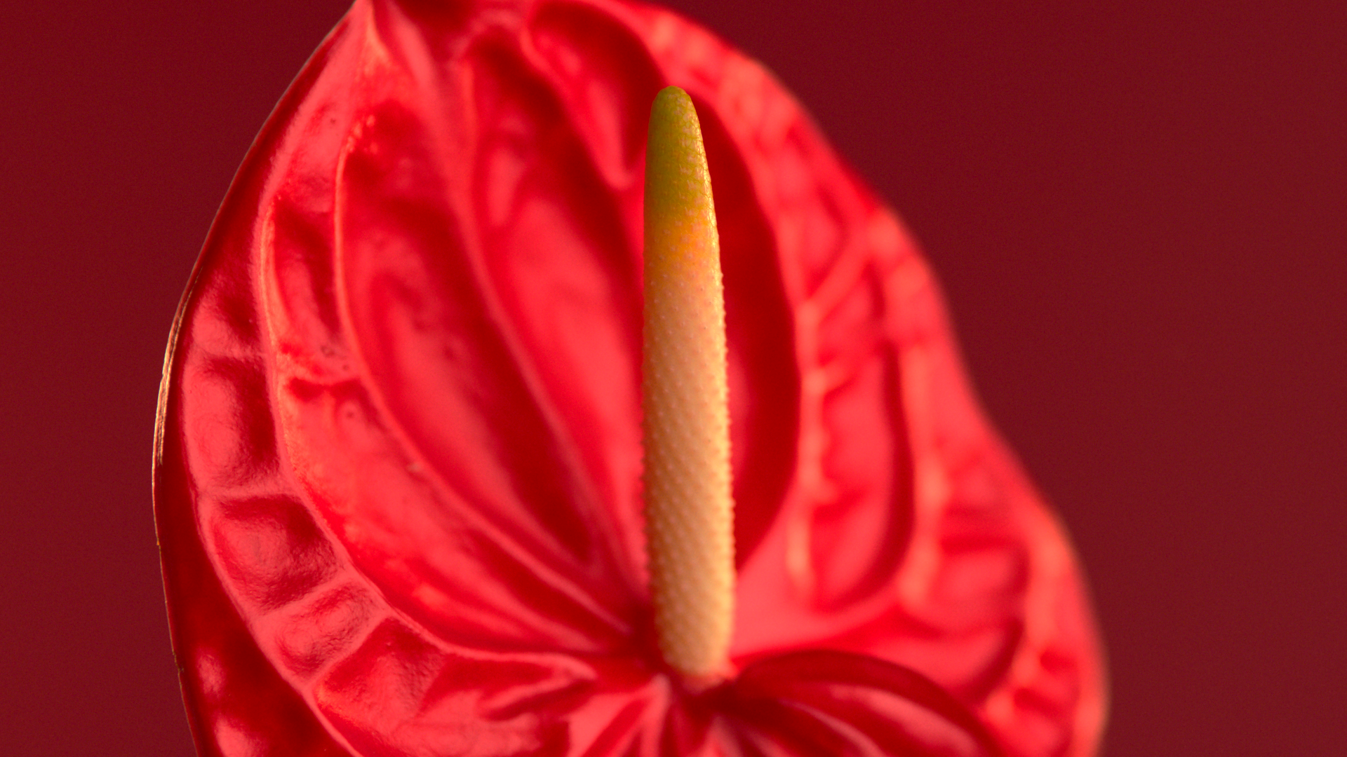 Close-up of a red anthurium flower with a yellowish central spadix and a glossy, heart-shaped spathe.