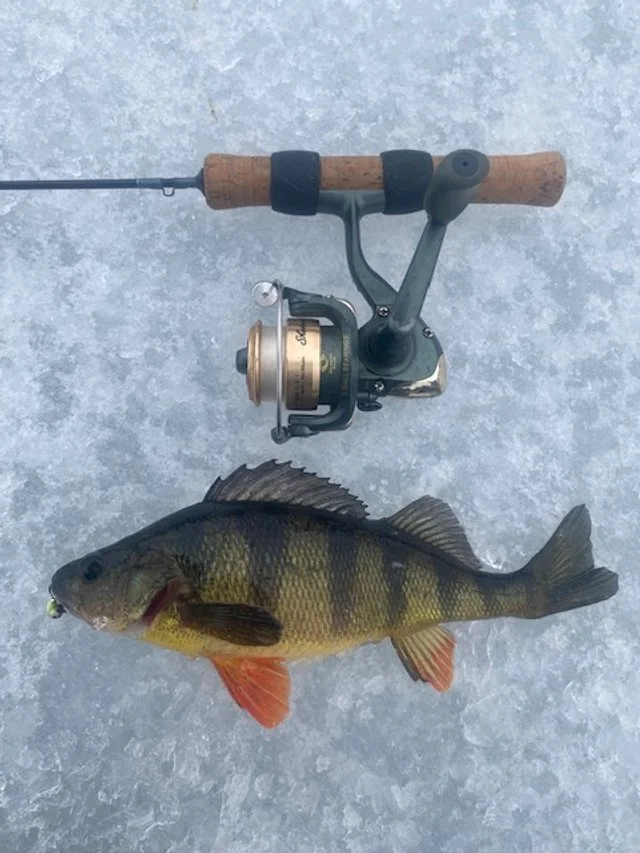 yellow perch.jpeg