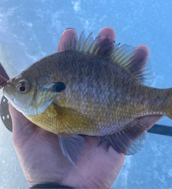 Bluegill.jpeg