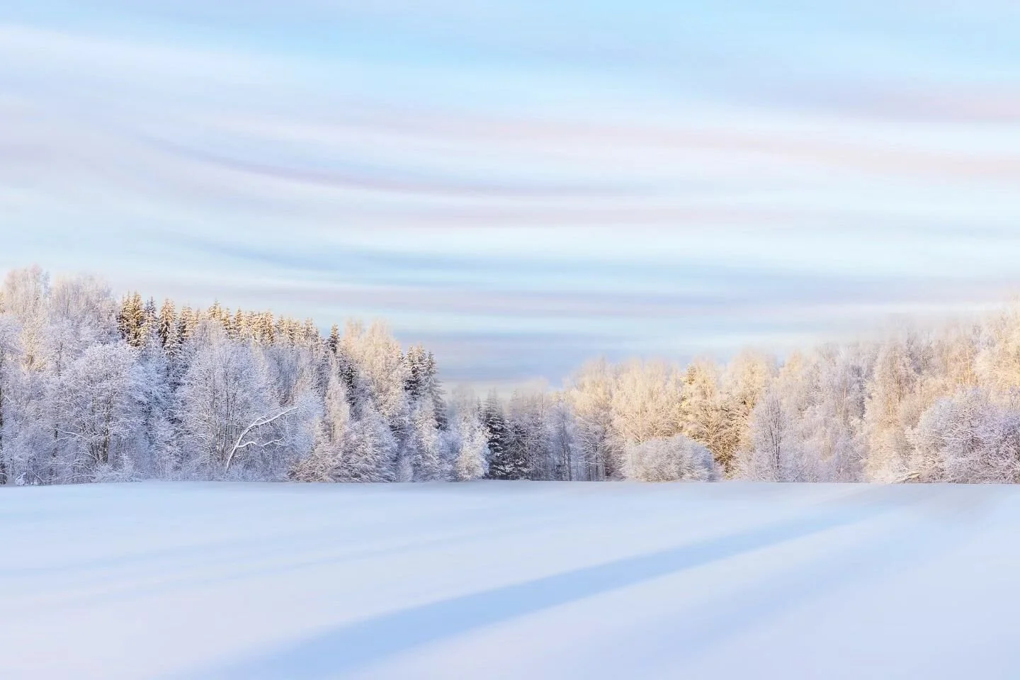 Maalaus 🖌 painting