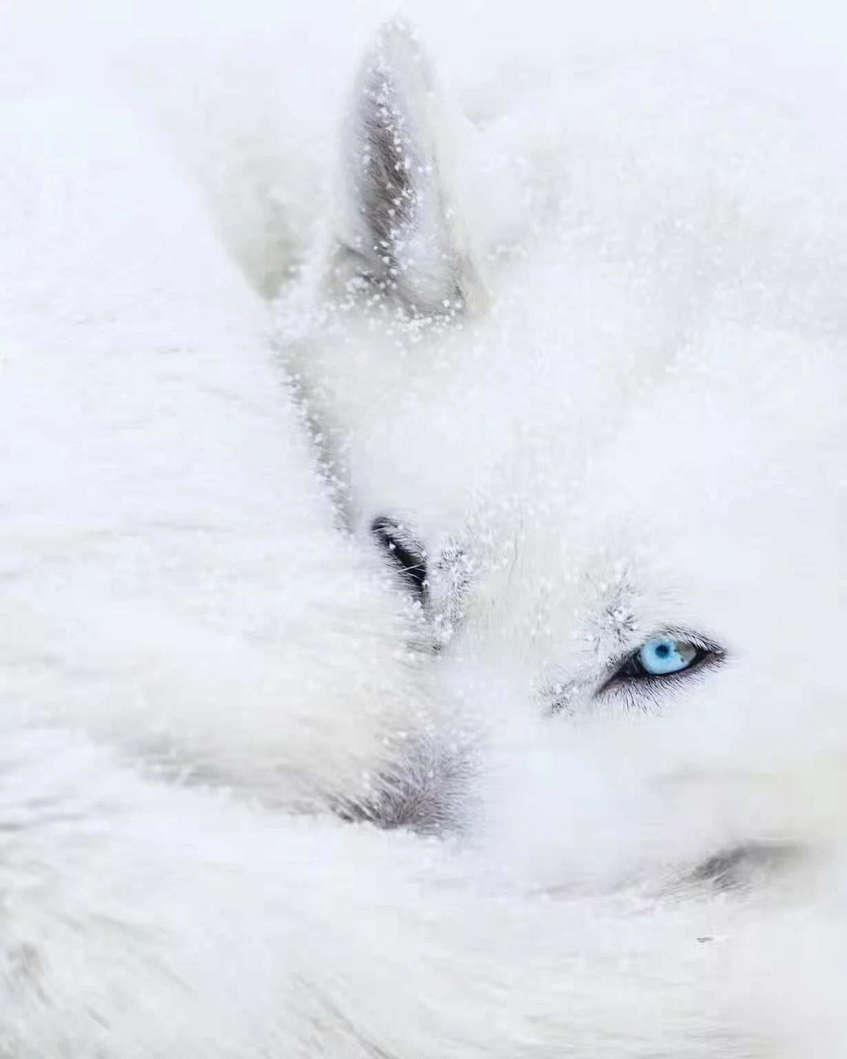 &quot;&Auml;l&auml; her&auml;t&auml;&quot; 👁