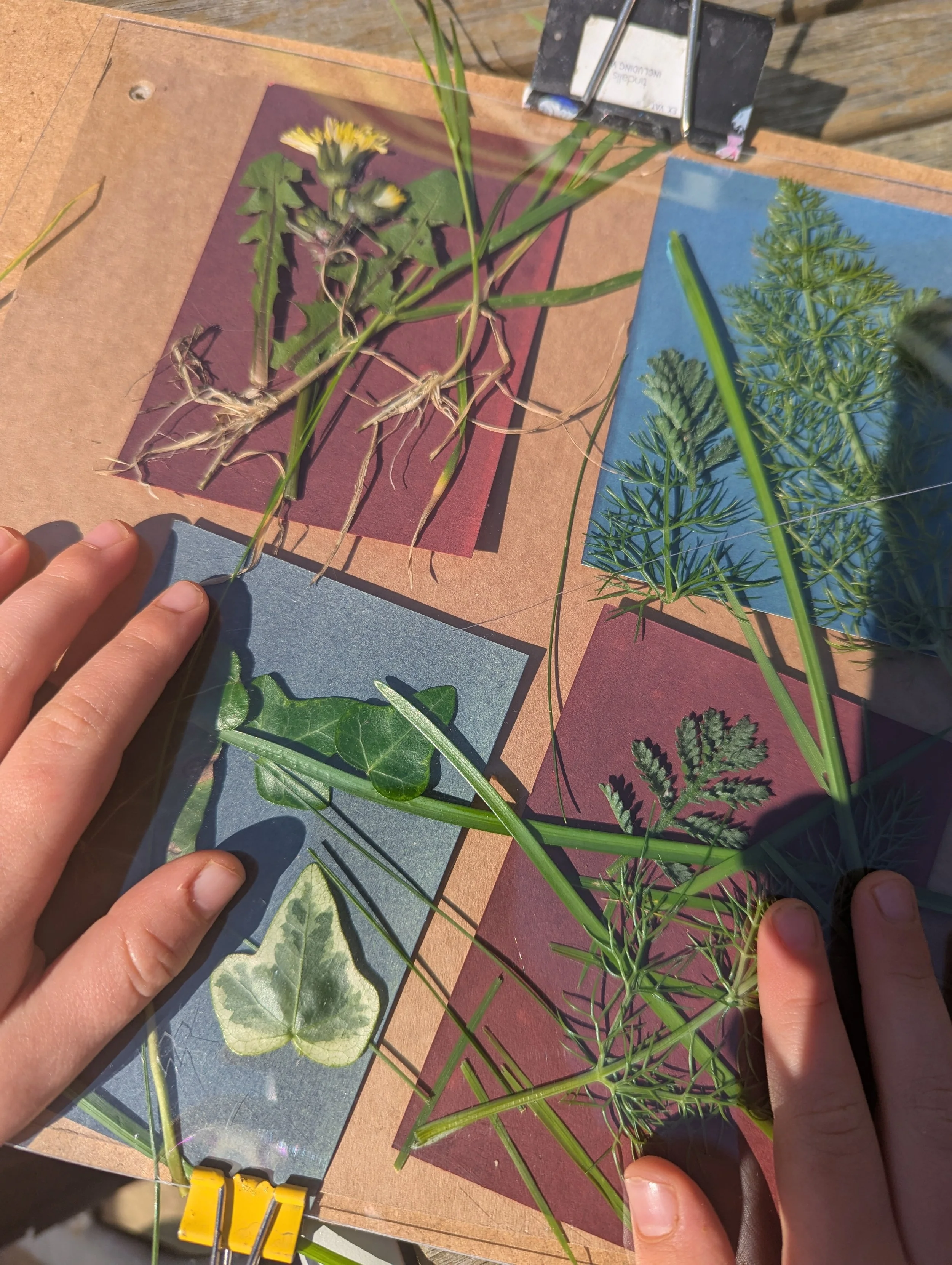 A person’s hands arranging pressed plant specimens on colored paper tiles on a wooden surface, with sunlight casting shadows.