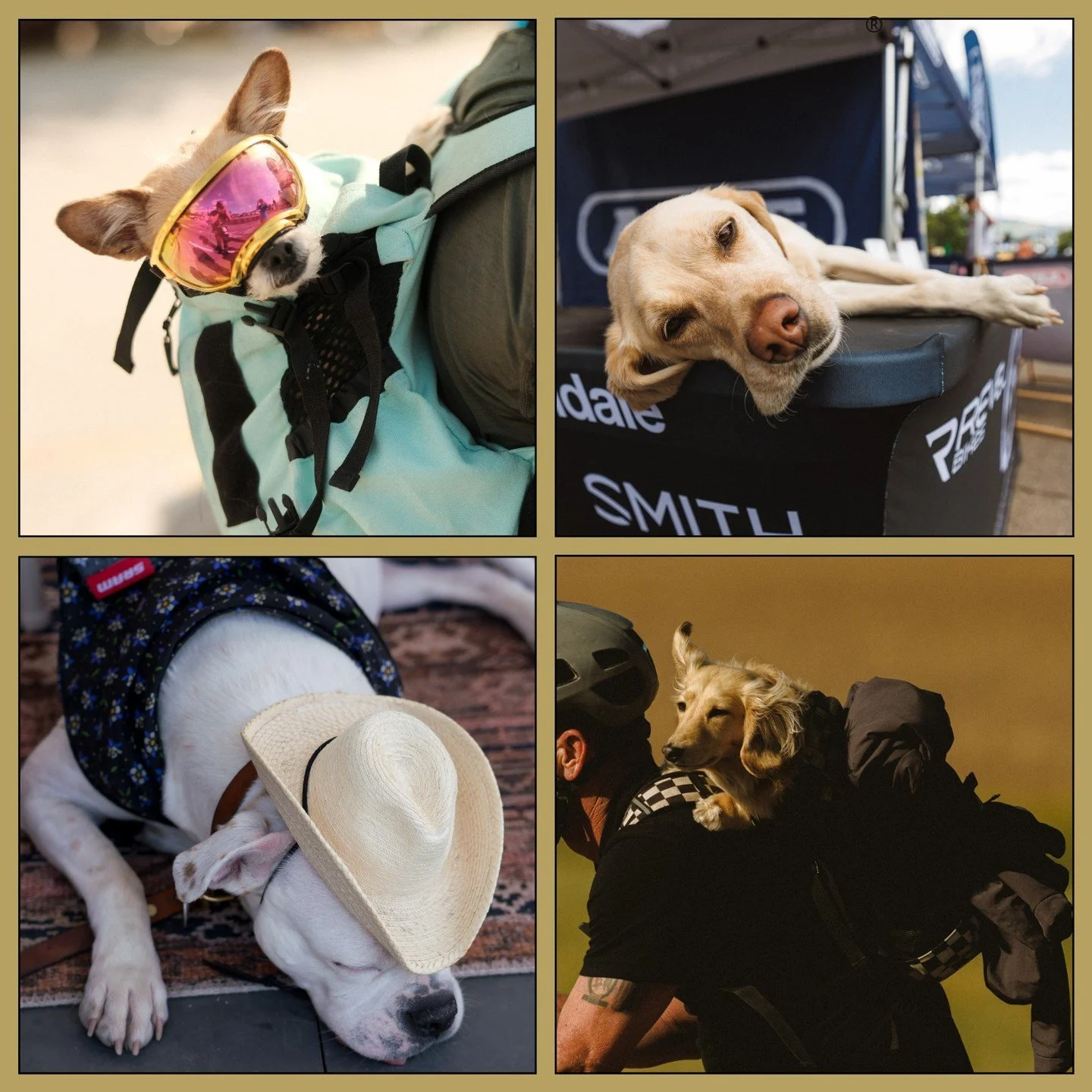 Let's get one thing clear: they're all good dogs. But of all the dogs of SBT GRVL&reg;, who's your favorite?