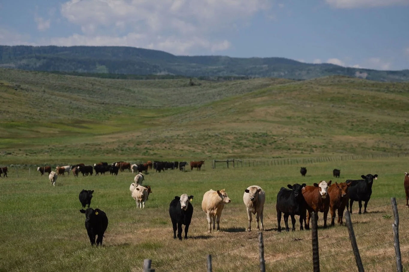 A love letter to Routt County,

Thank you for the wildflowers, endless views, river dips, and perfect roads that go on forever. We&rsquo;ll never stop feeling lucky to call this place home. If you live here, you know&hellip; and if you don&rsquo;t, w