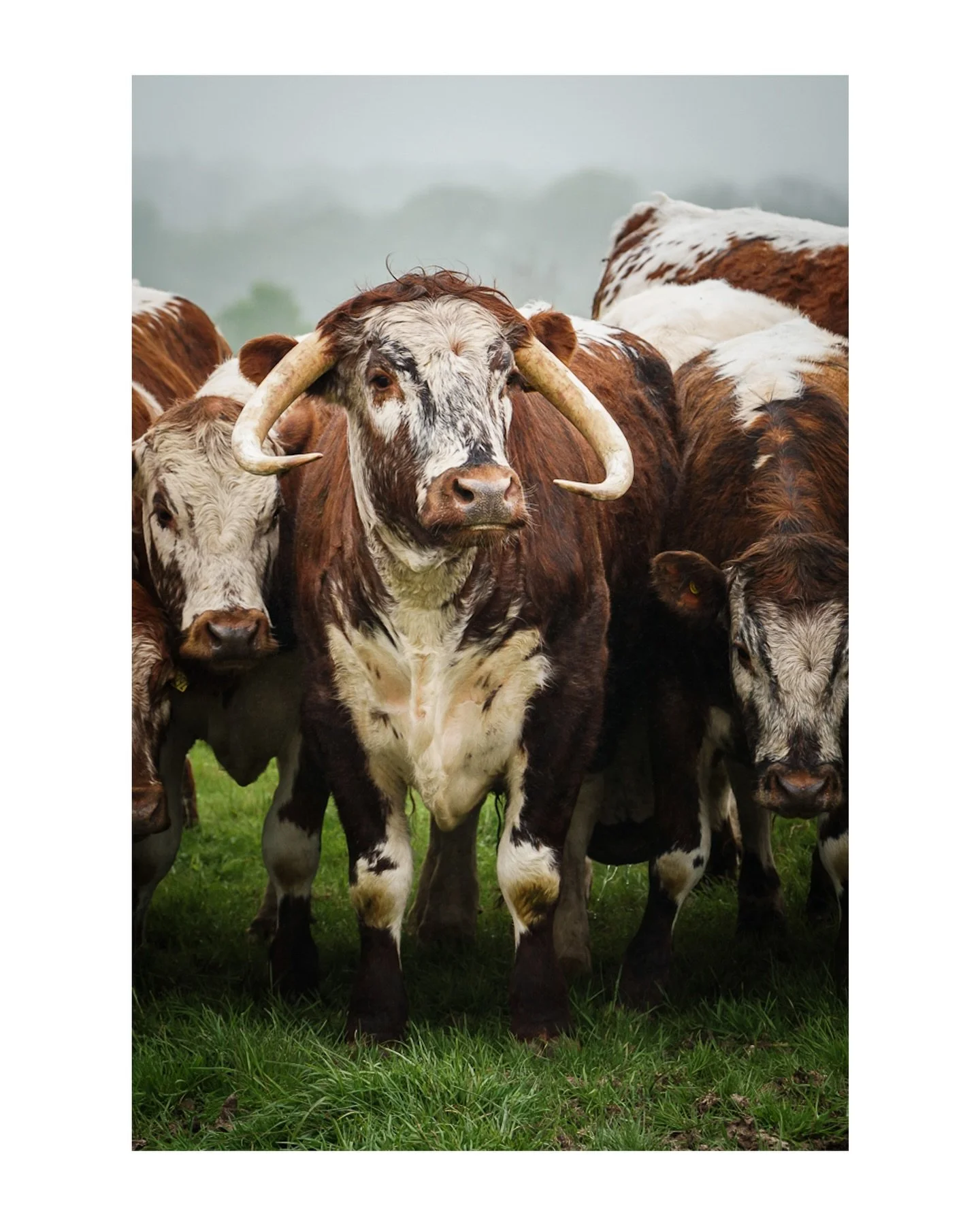 Reporting from the field for a great local business. Many thanks to @horshambutchery @dorkingbutchery @guildfordbutchery for this commission. 

I love playing a role in the success of companies by helping them show their best side. I get to tell the 
