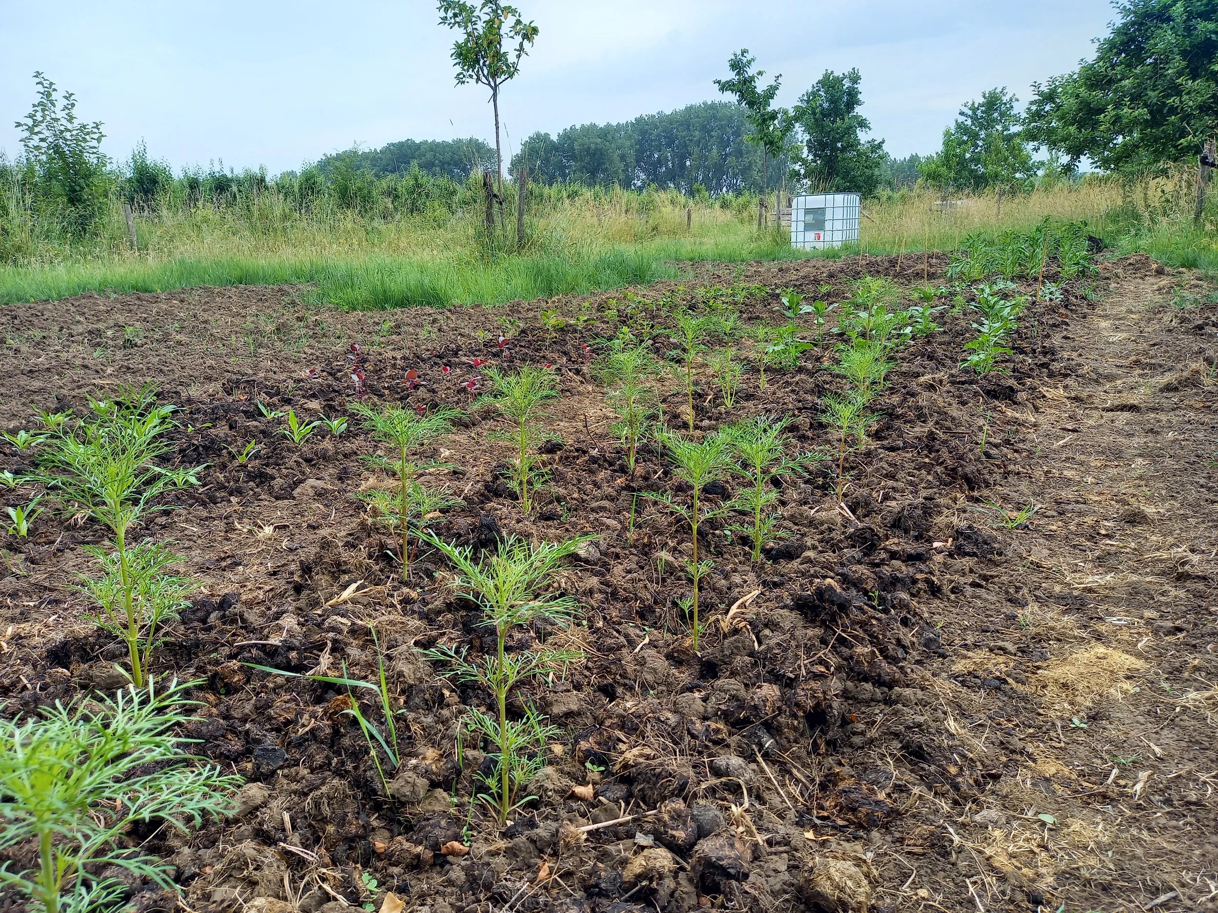 jonge plantjes op het veld