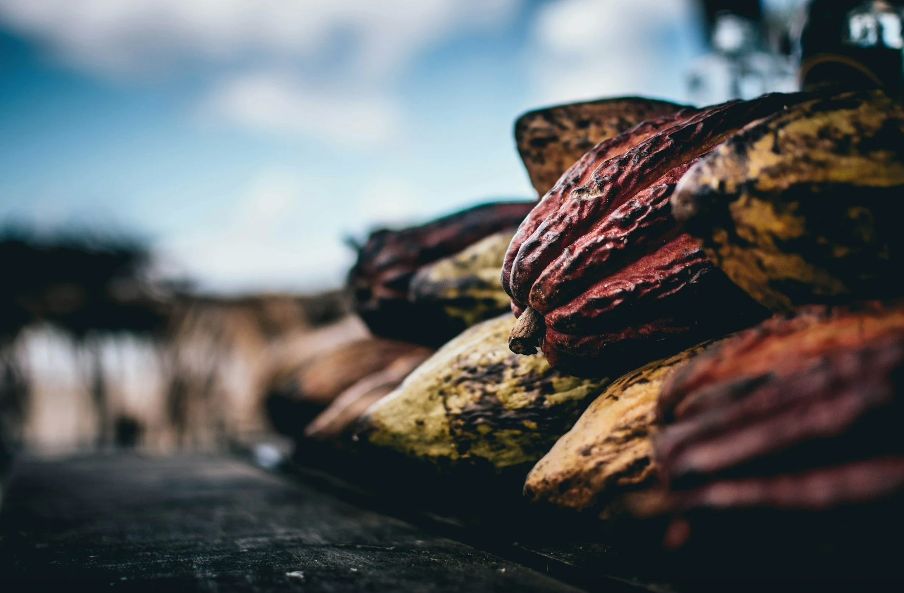 Cacao Ceremony