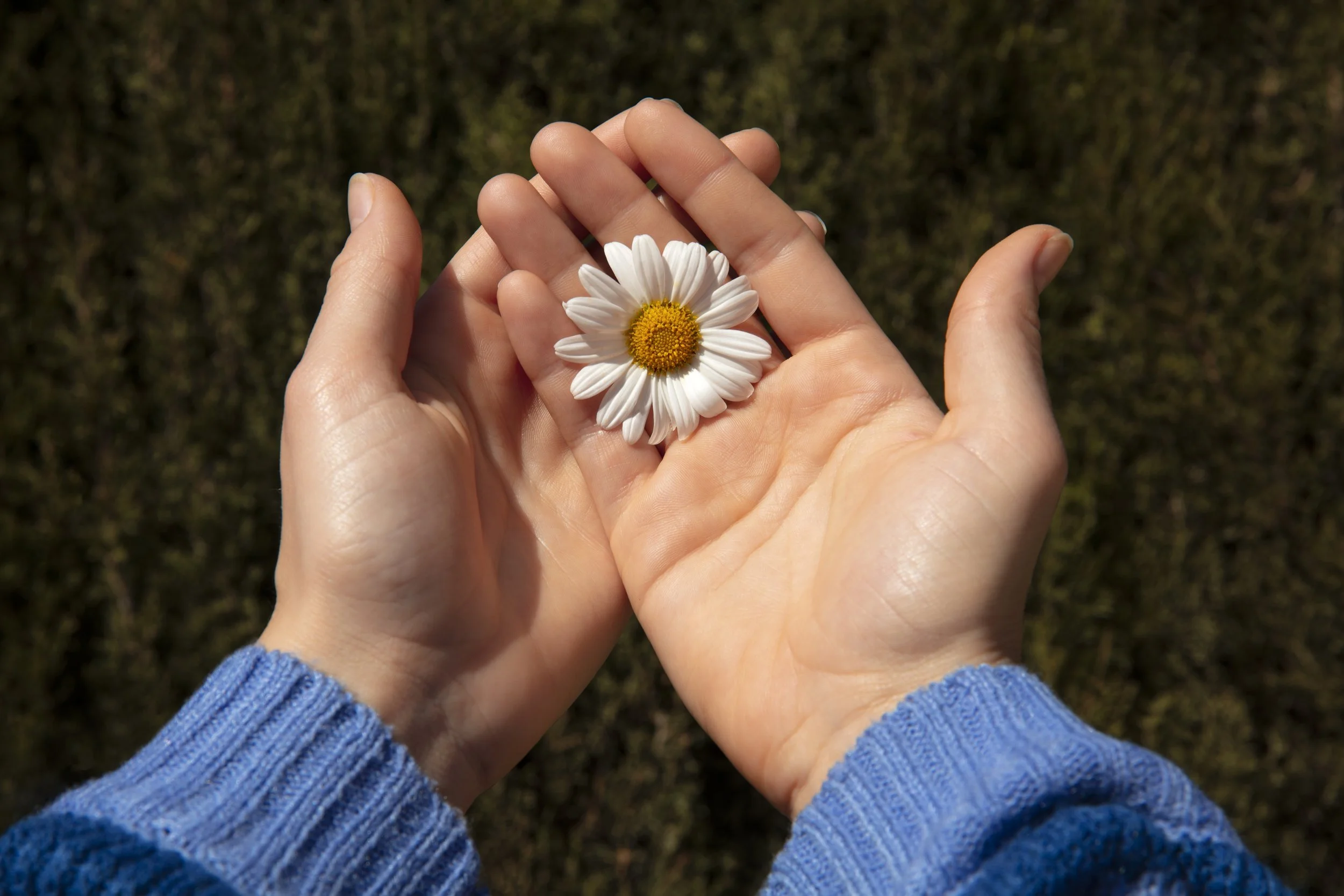 Hands holding a white daisy flower against a grassy background.