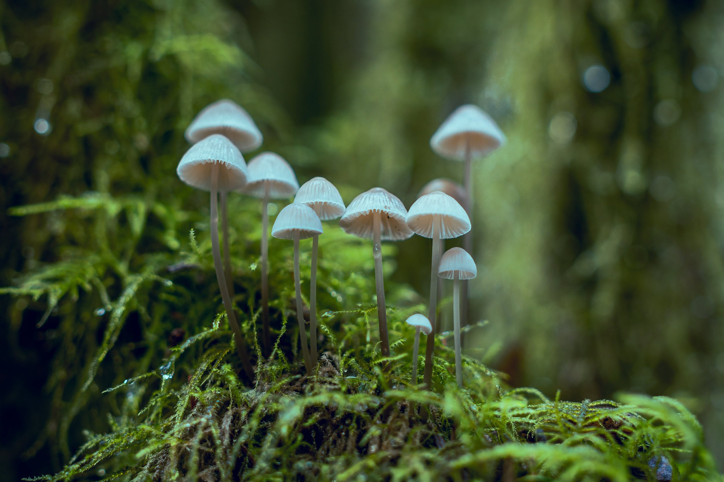 Psilocybin Journeys