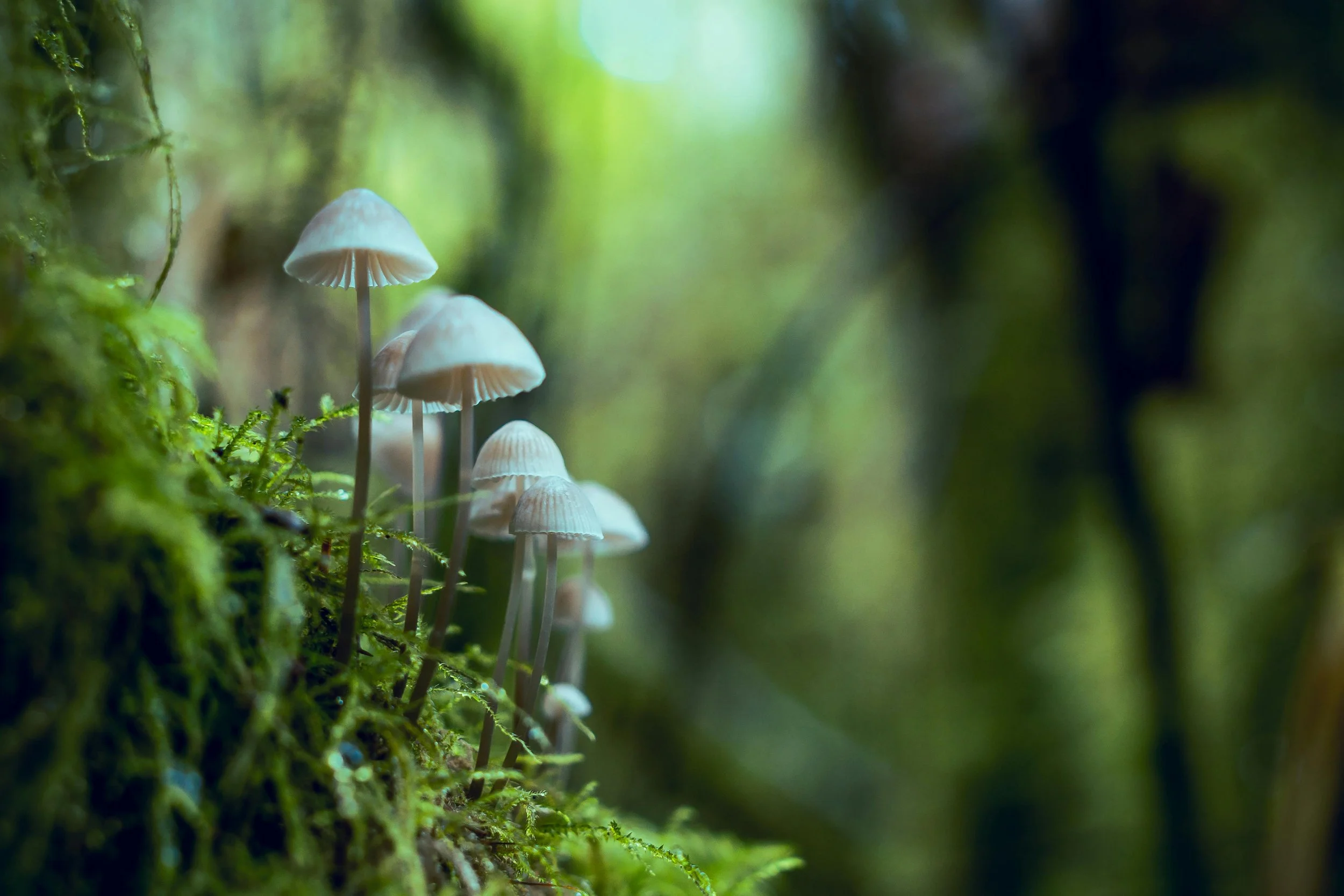 Psilocybin Journey