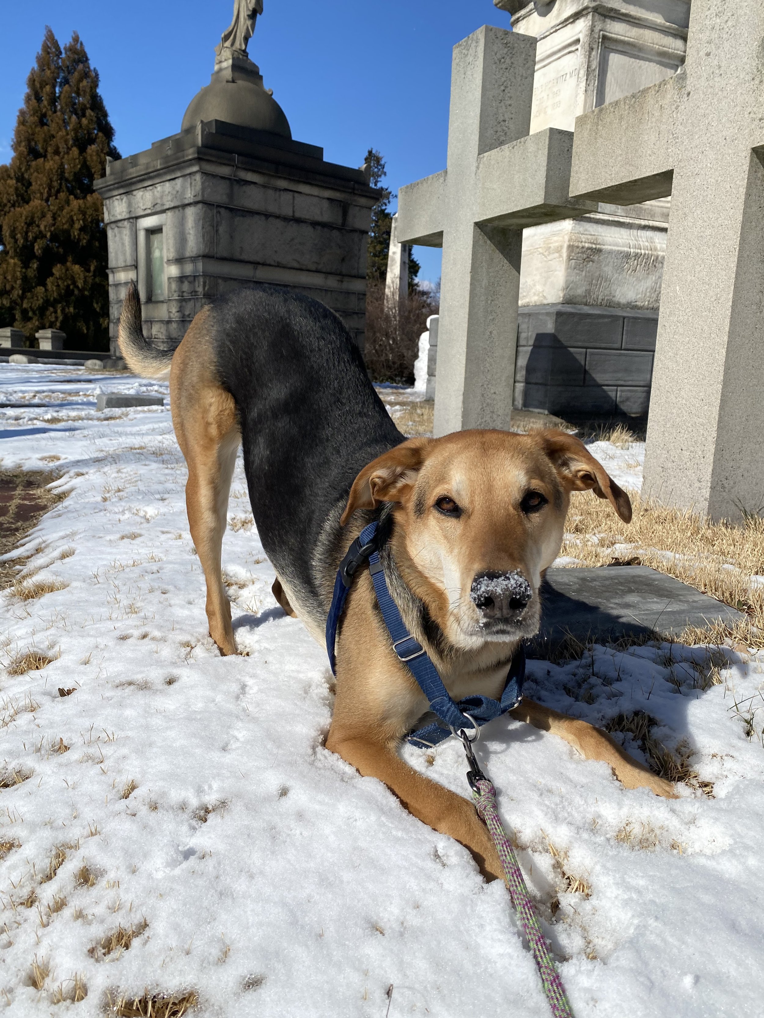 snow fun.jpeg