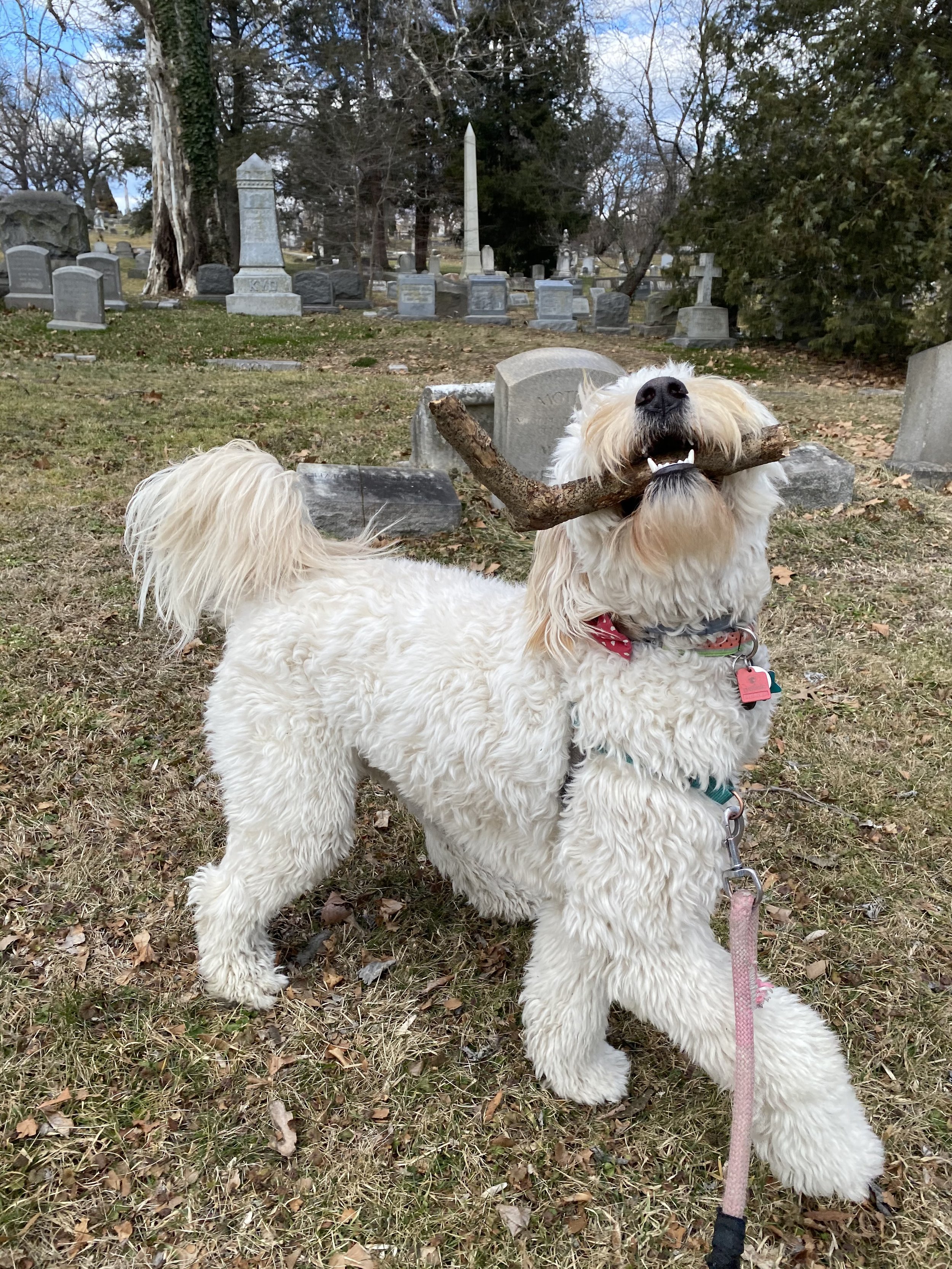 fluffwithstick.jpeg