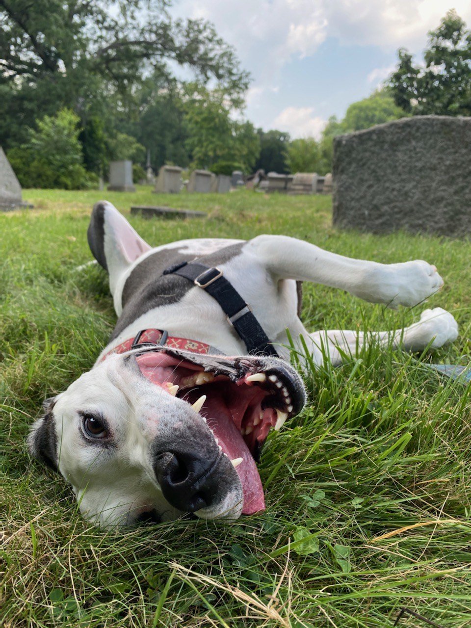 happy cemetary.jpeg