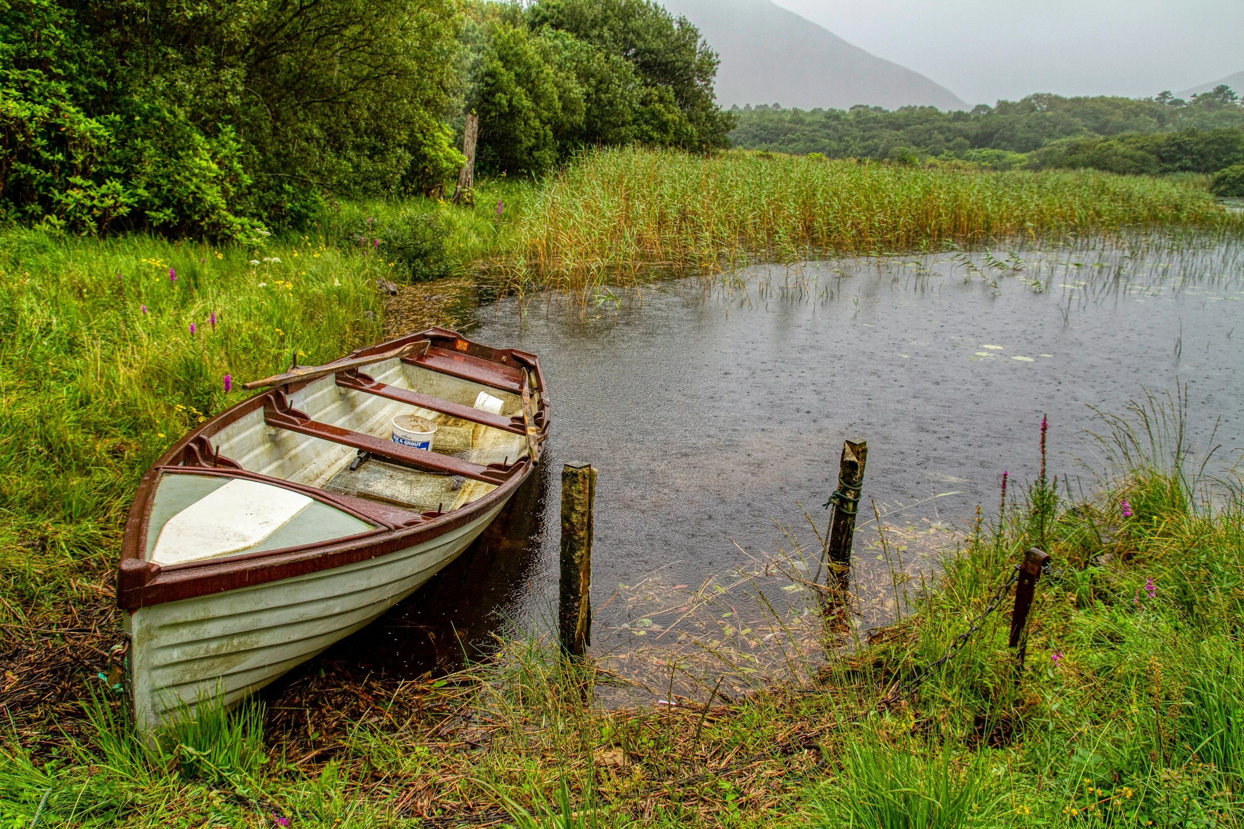 Small boat moored at the grassy, lakeside shore, surrounded by lush green foliage and tall reeds, with a misty mountain in the background.