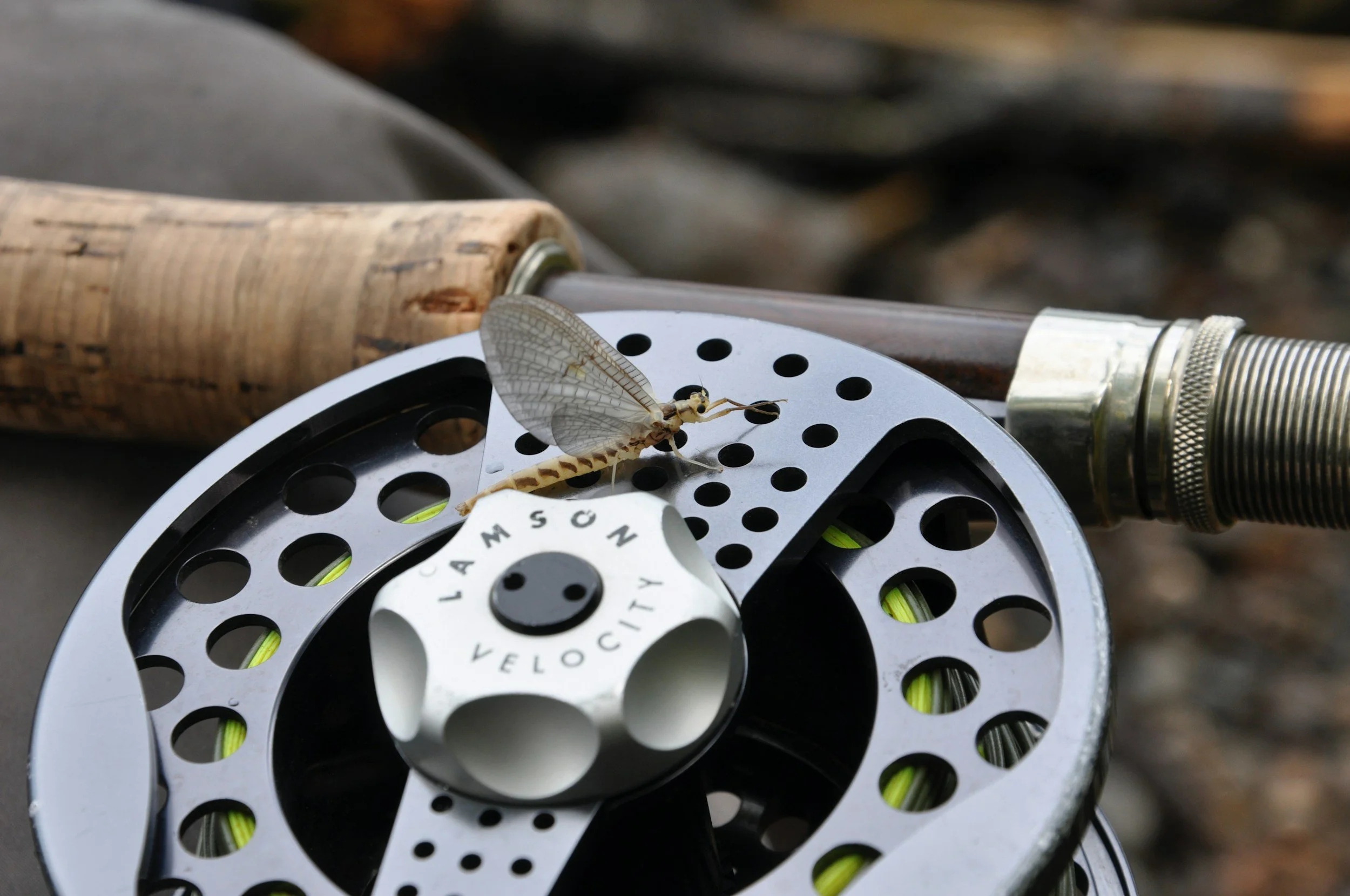 Close-up of a fly fishing reel with a dragonfly perched on it, showing a wooden handle and metal spool with green fishing line.