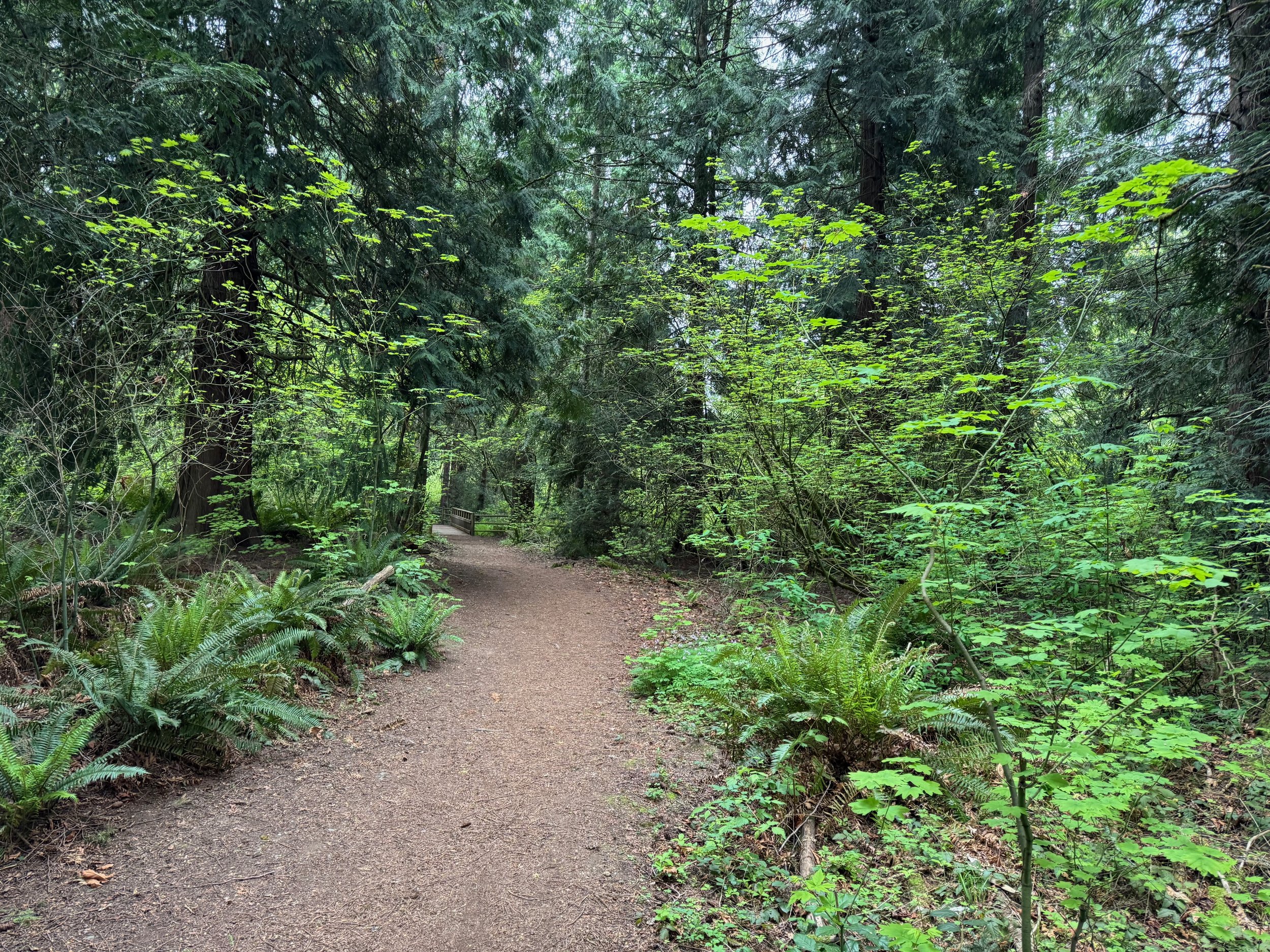 Image of a lush forest in the Pacific Northwest