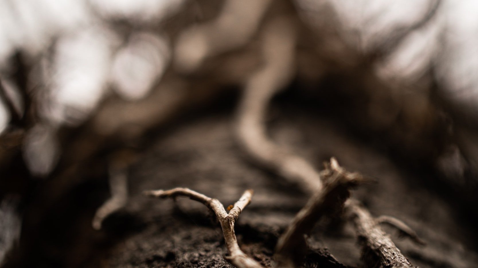 unsplash-image-a6eEMhxJVec.jpg