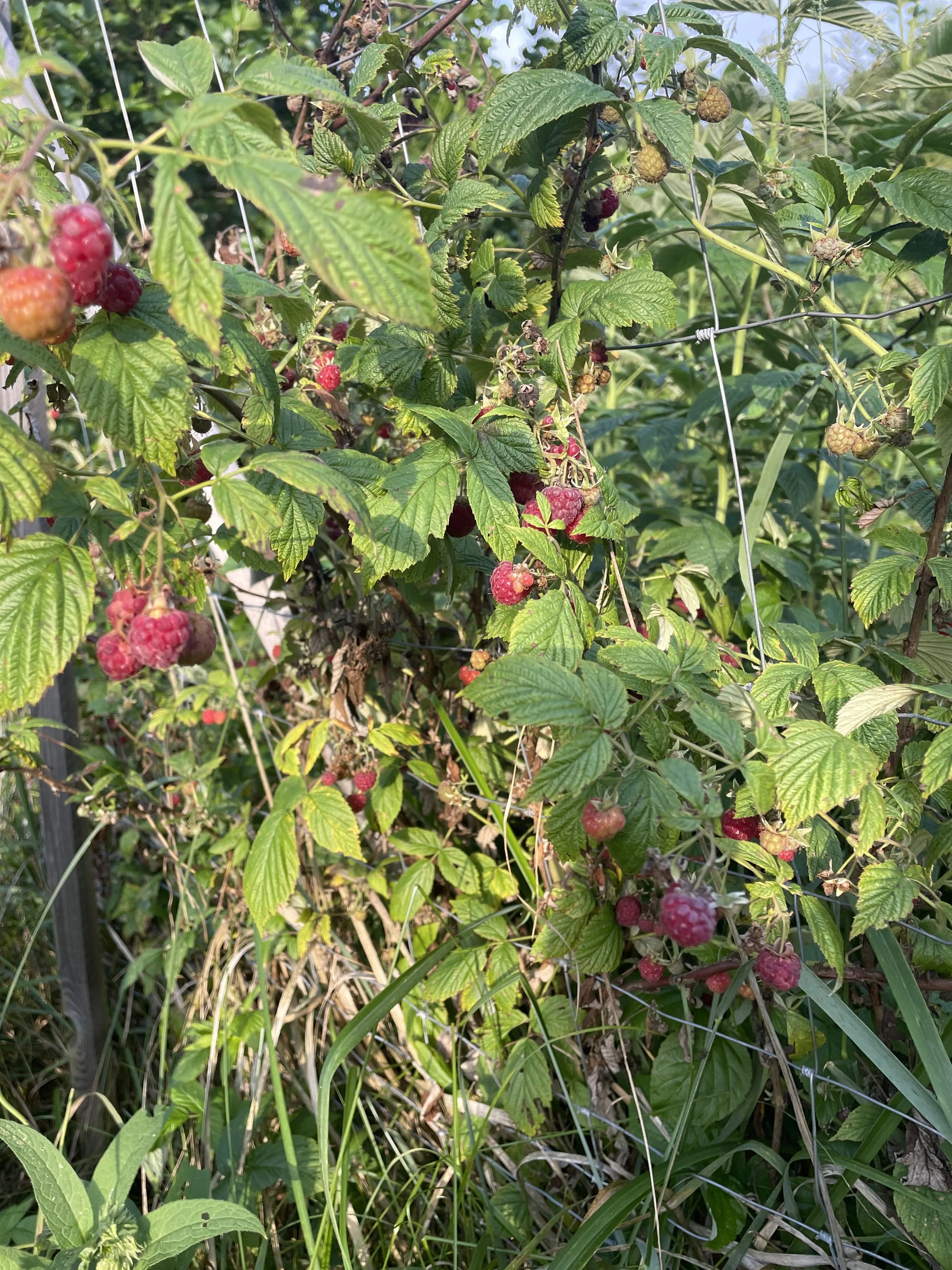 IMG_4783.jpeg