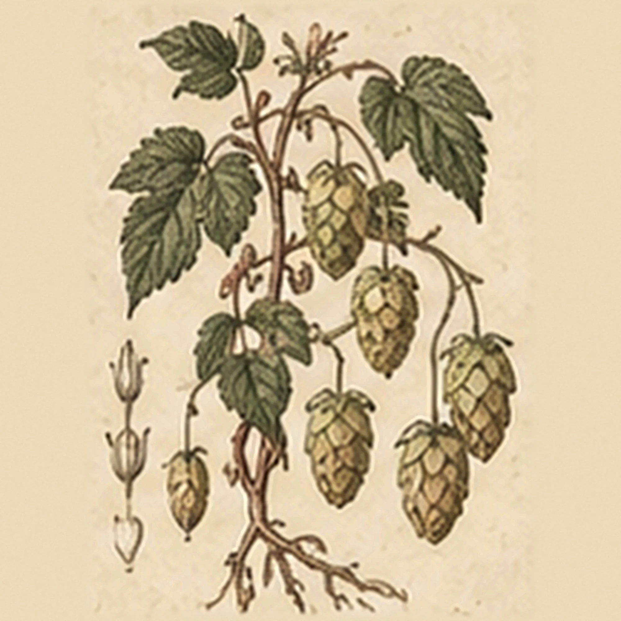 16_Hopfen.jpg