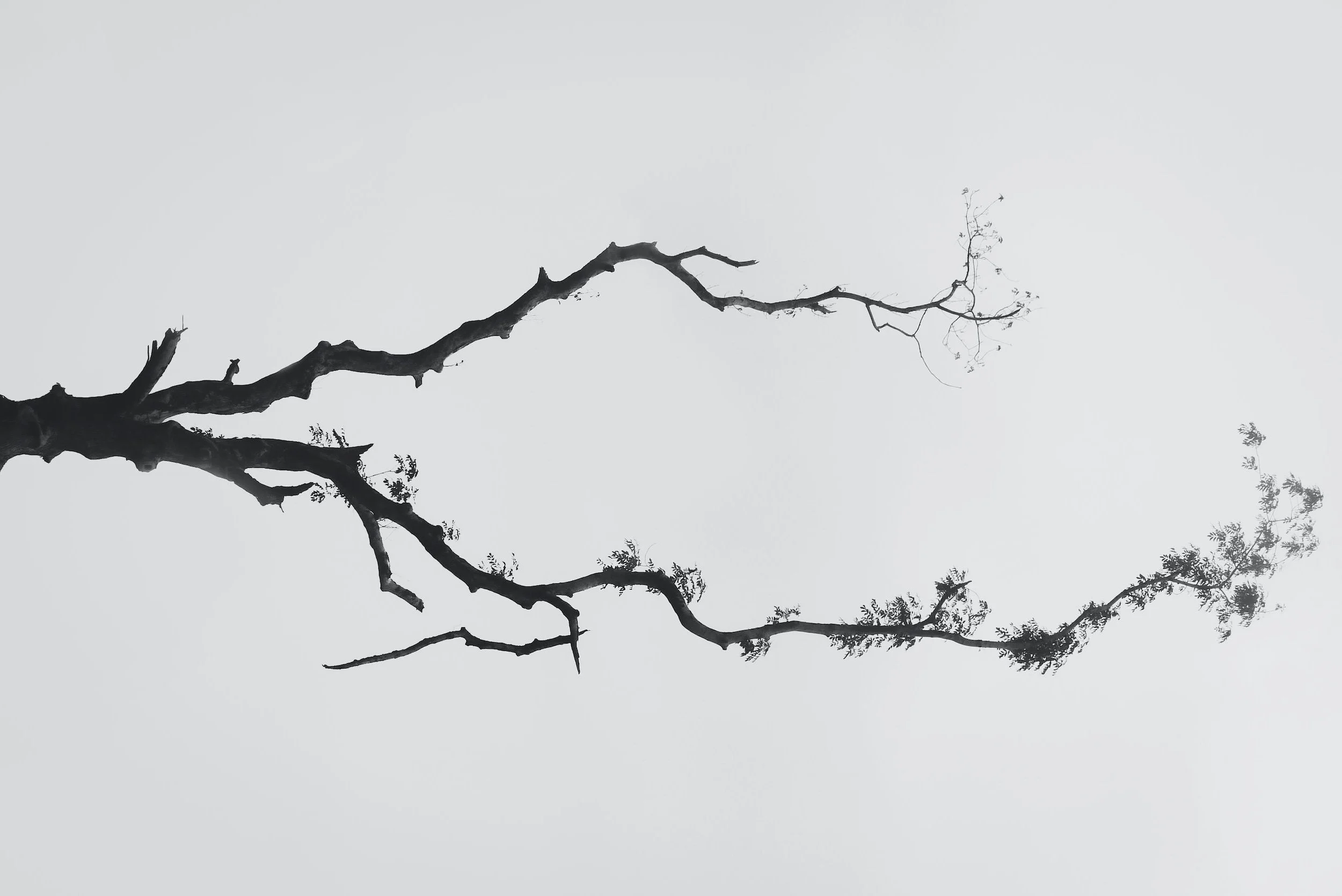 Warum die Muhm? Weil sie Kommunikation kann.