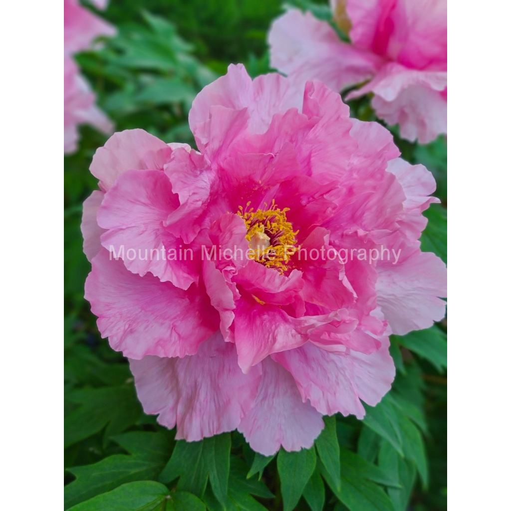 image_original_731a5c5f601d11ffb5c856ca918f5642.png