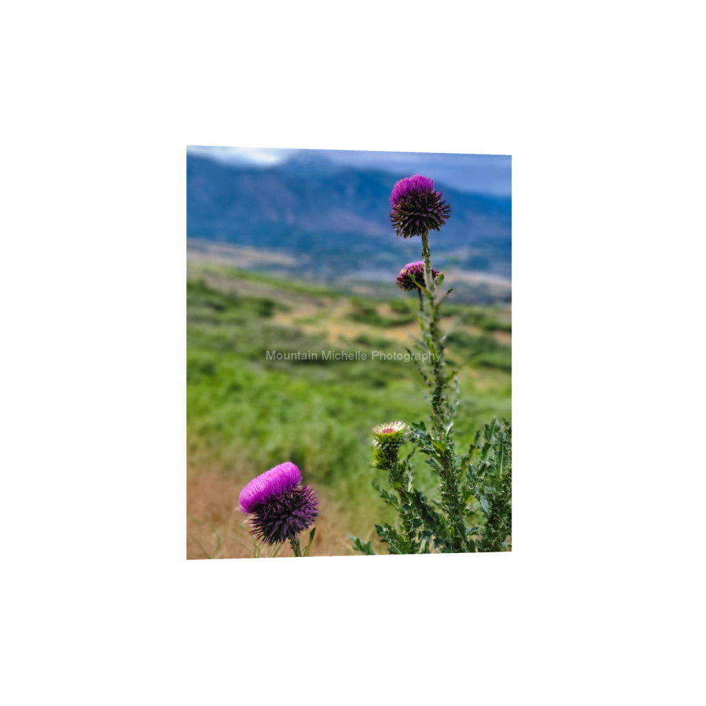 ptq_1_6_0_1001_1800_2250_0_false_ffffff_0_0_731a5c5f601d11ffb5c856ca918f5642.png