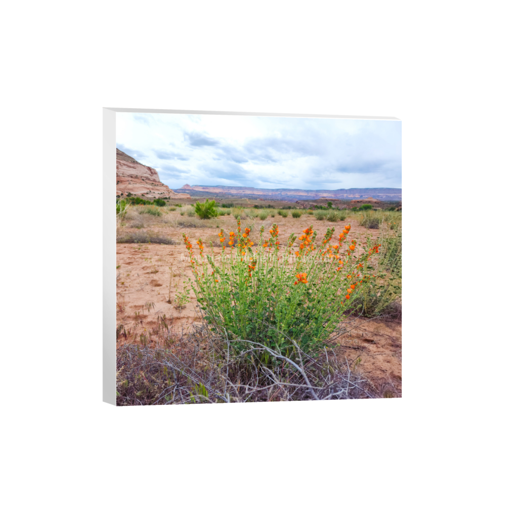 ptq_7_0_3000_0_9000_9000_0_false_ffffff_0_0_731a5c5f601d11ffb5c856ca918f5642.png