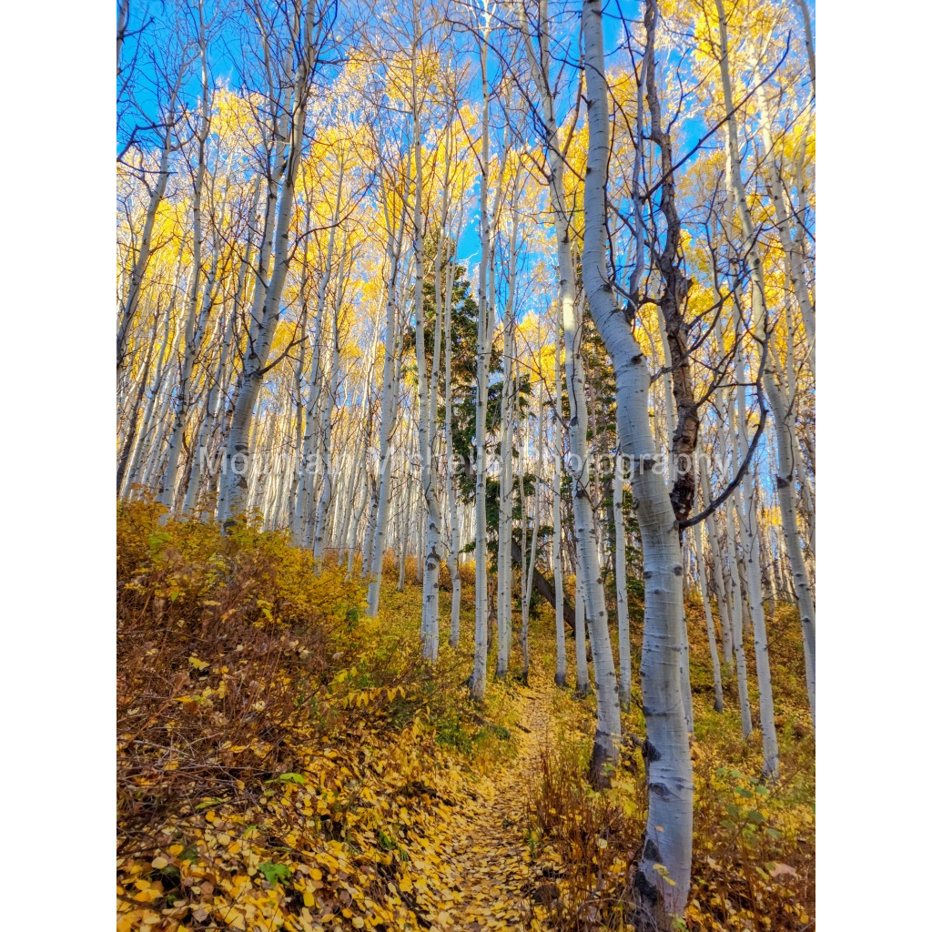 image_original_731a5c5f601d11ffb5c856ca918f5642.png