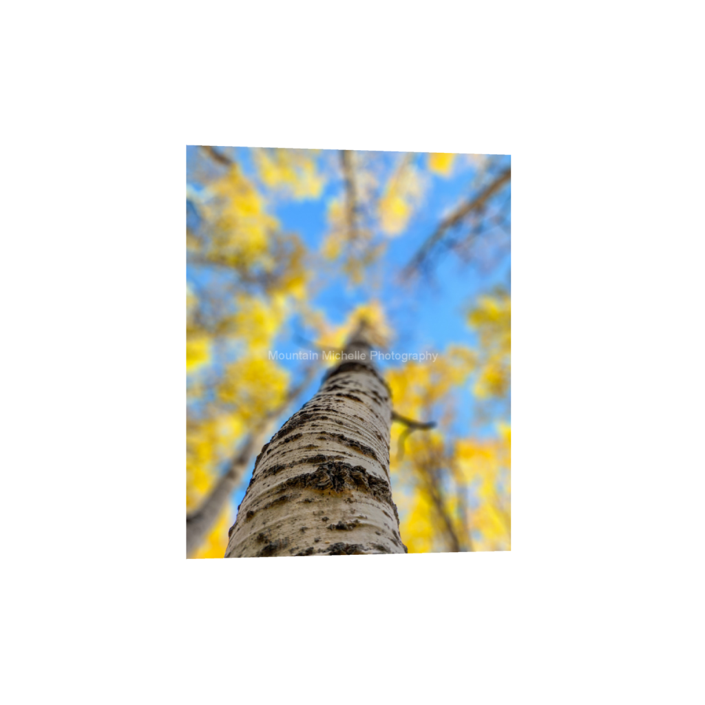 ptq_1_6_0_125_3000_3750_0_false_ffffff_0_0_731a5c5f601d11ffb5c856ca918f5642.png